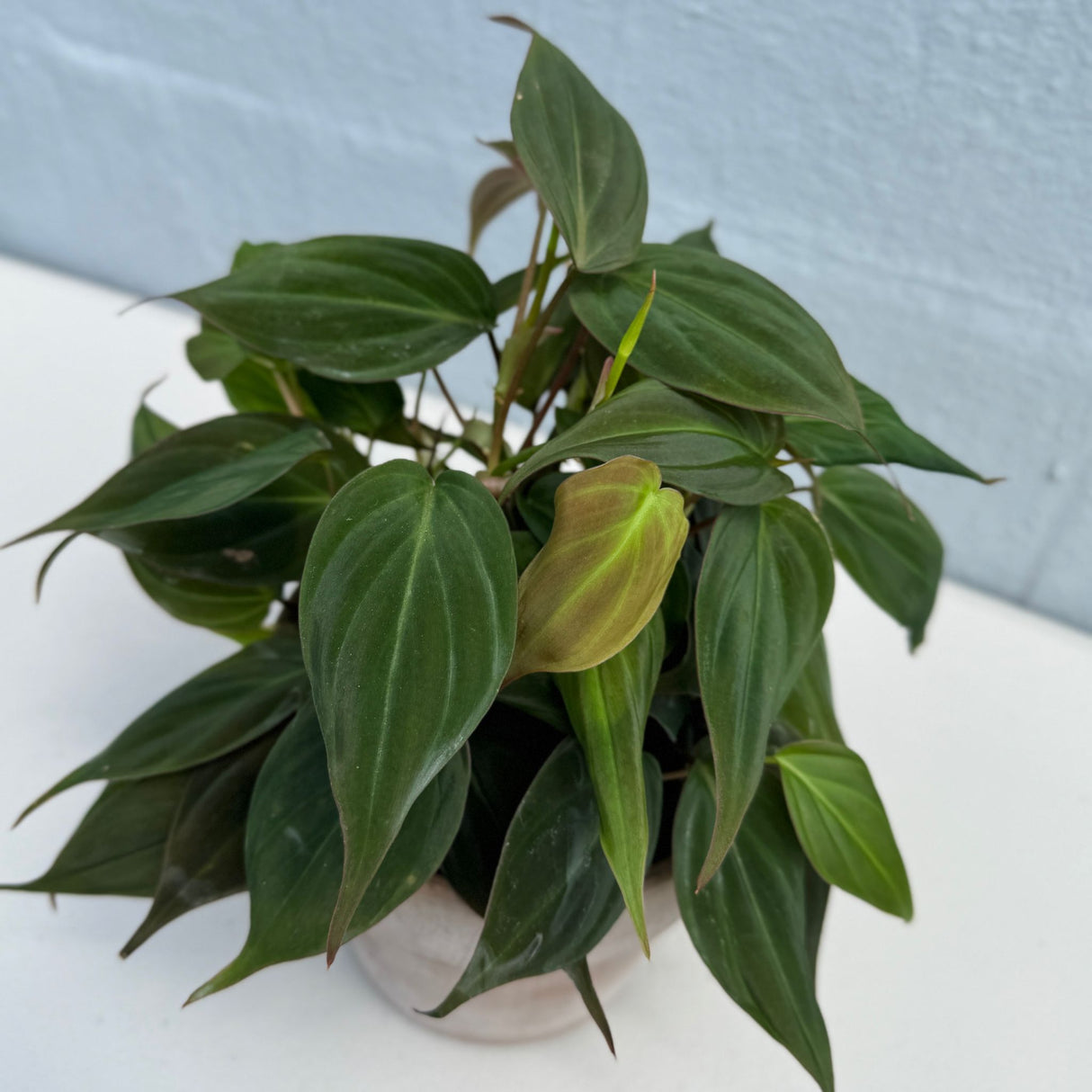 Philodendron Mican in a 4" Grow Pot - Velvet Leaf Philodendron – Vining Indoor Plant