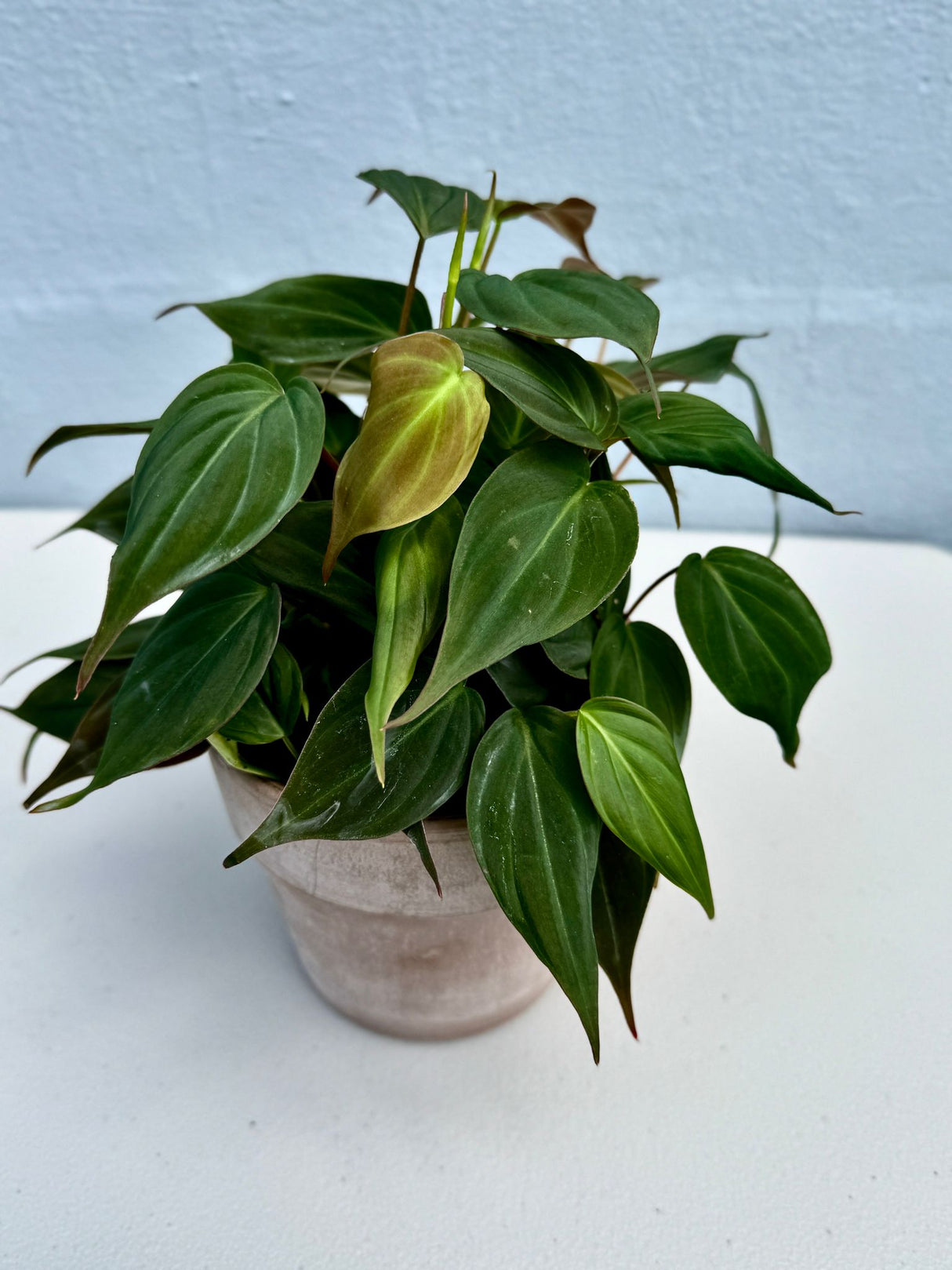 Philodendron Mican in a 4" Grow Pot - Velvet Leaf Philodendron – Vining Indoor Plant