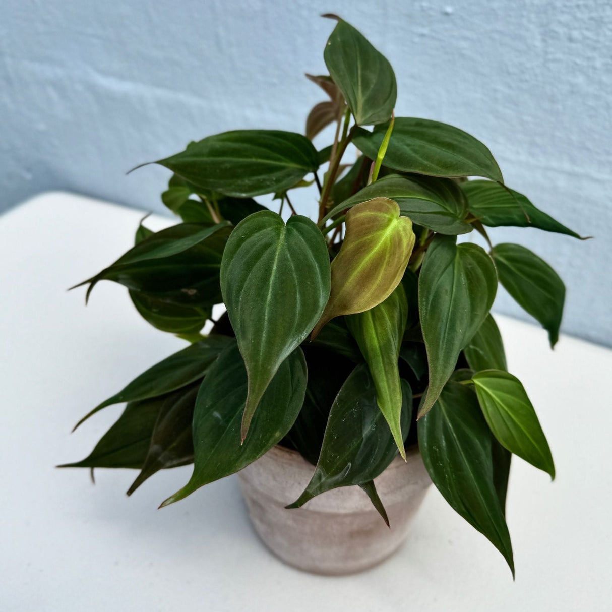 Philodendron Mican in a 4" Grow Pot - Velvet Leaf Philodendron – Vining Indoor Plant