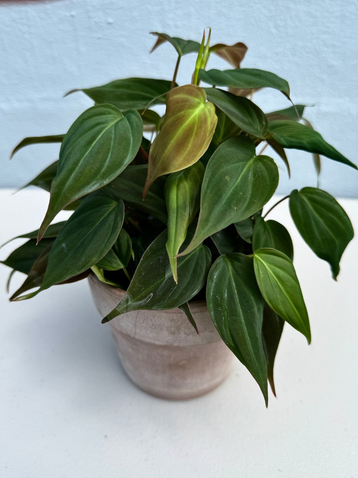 Philodendron Mican in a 4" Grow Pot - Velvet Leaf Philodendron – Vining Indoor Plant