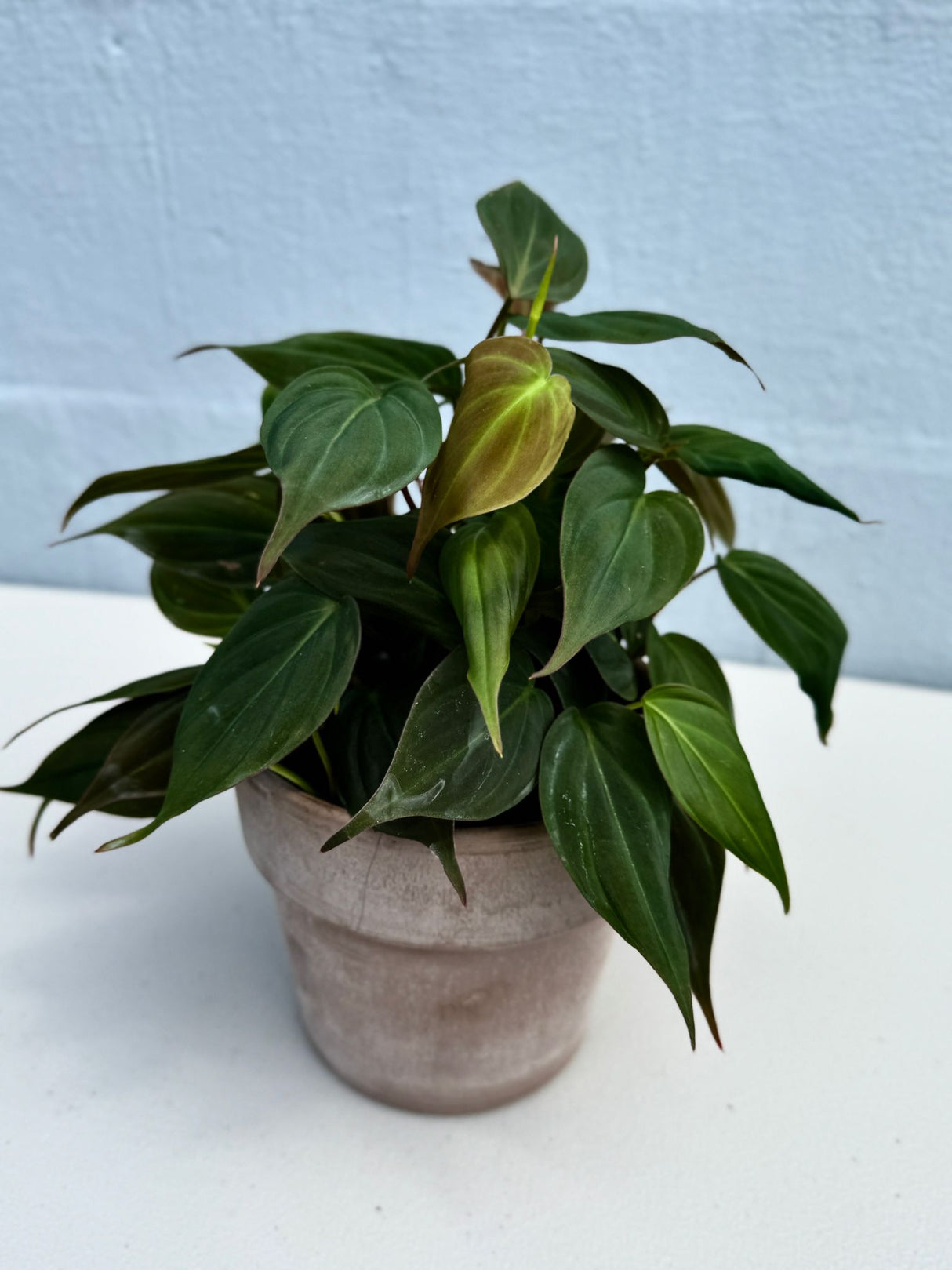 Philodendron Mican in a 4" Grow Pot - Velvet Leaf Philodendron – Vining Indoor Plant