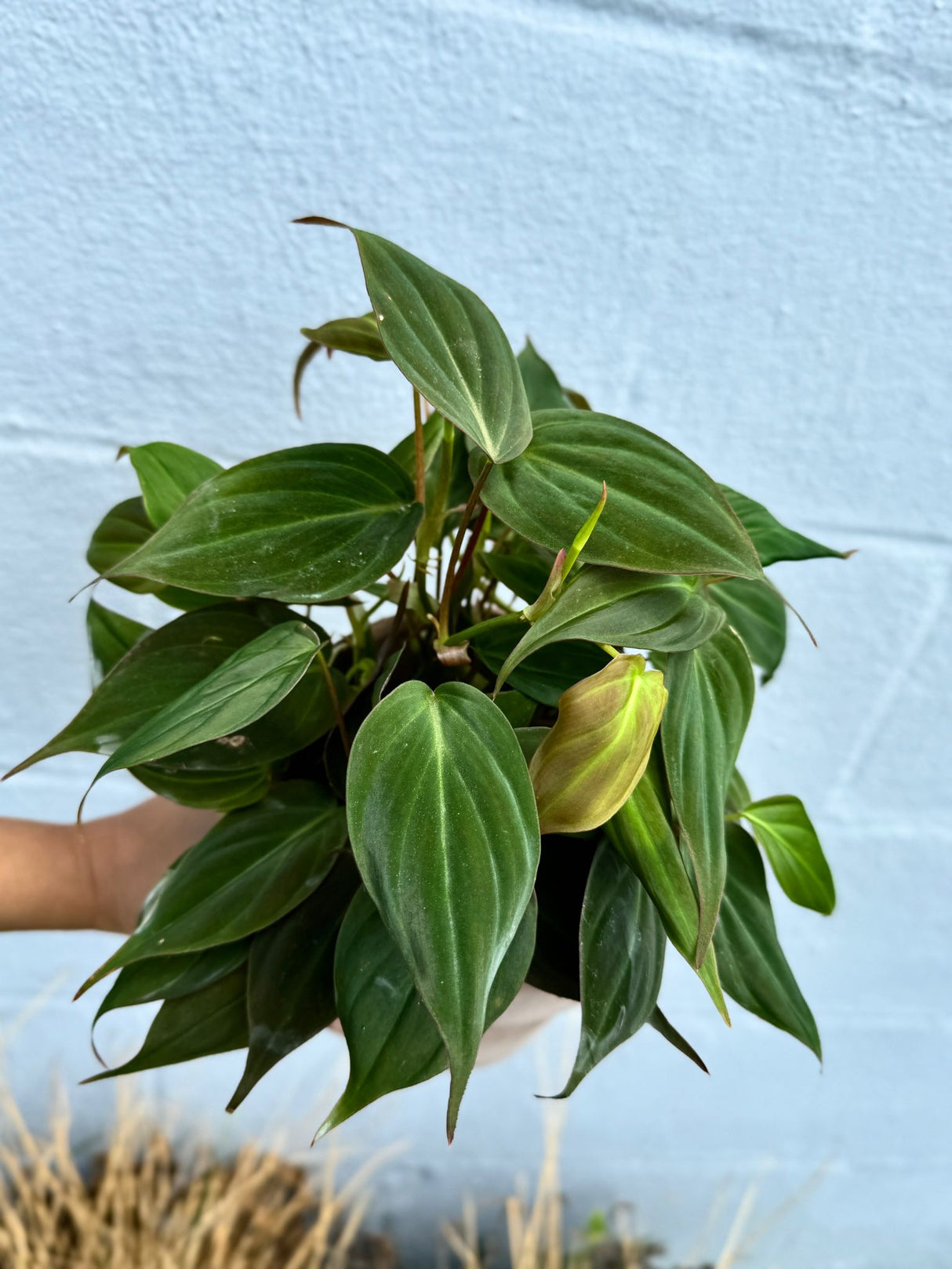 Philodendron Mican in a 4" Grow Pot - Velvet Leaf Philodendron – Vining Indoor Plant