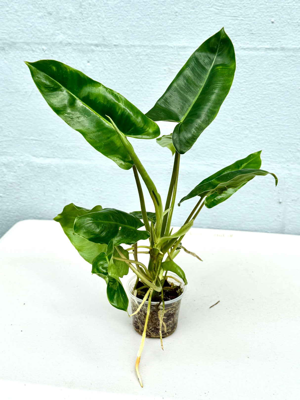 Philodendron Burle Marx 3" Nursery Pot - Live Indoor Plant – Easy Care Aroid Houseplant – Air Purifying Tropical Plant for Home or Office Décor – Lush Decorative Foliage Plant Green Leaves