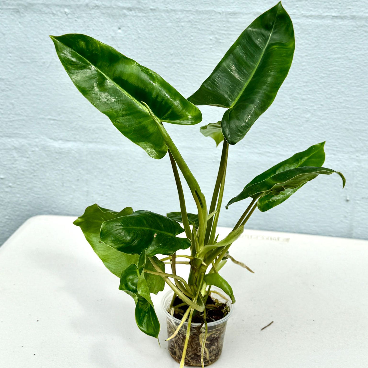 Philodendron Burle Marx 3" Nursery Pot - Live Indoor Plant – Easy Care Aroid Houseplant – Air Purifying Tropical Plant for Home or Office Décor – Lush Decorative Foliage Plant Green Leaves