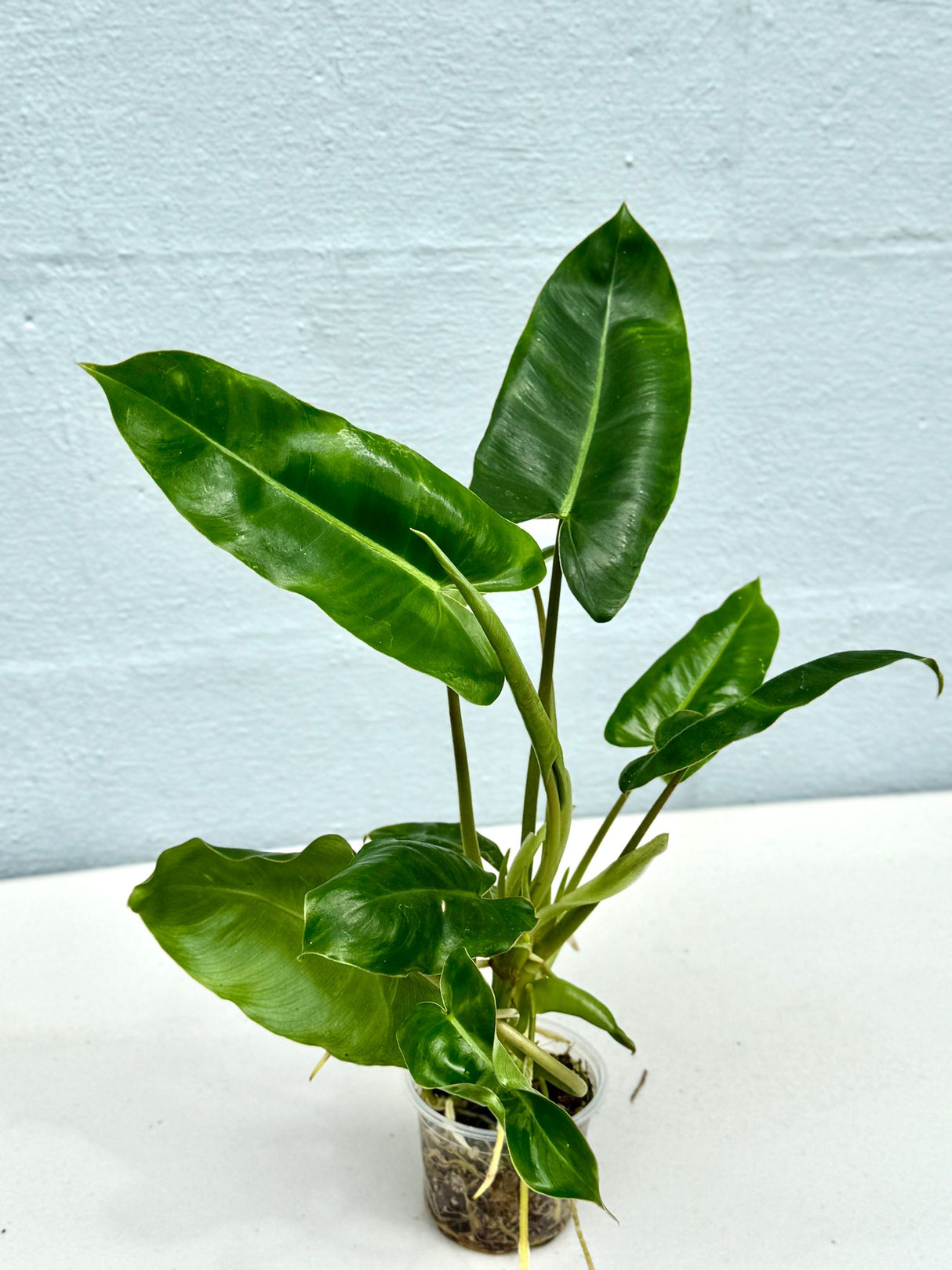 Philodendron Burle Marx 3" Nursery Pot - Live Indoor Plant – Easy Care Aroid Houseplant – Air Purifying Tropical Plant for Home or Office Décor – Lush Decorative Foliage Plant Green Leaves