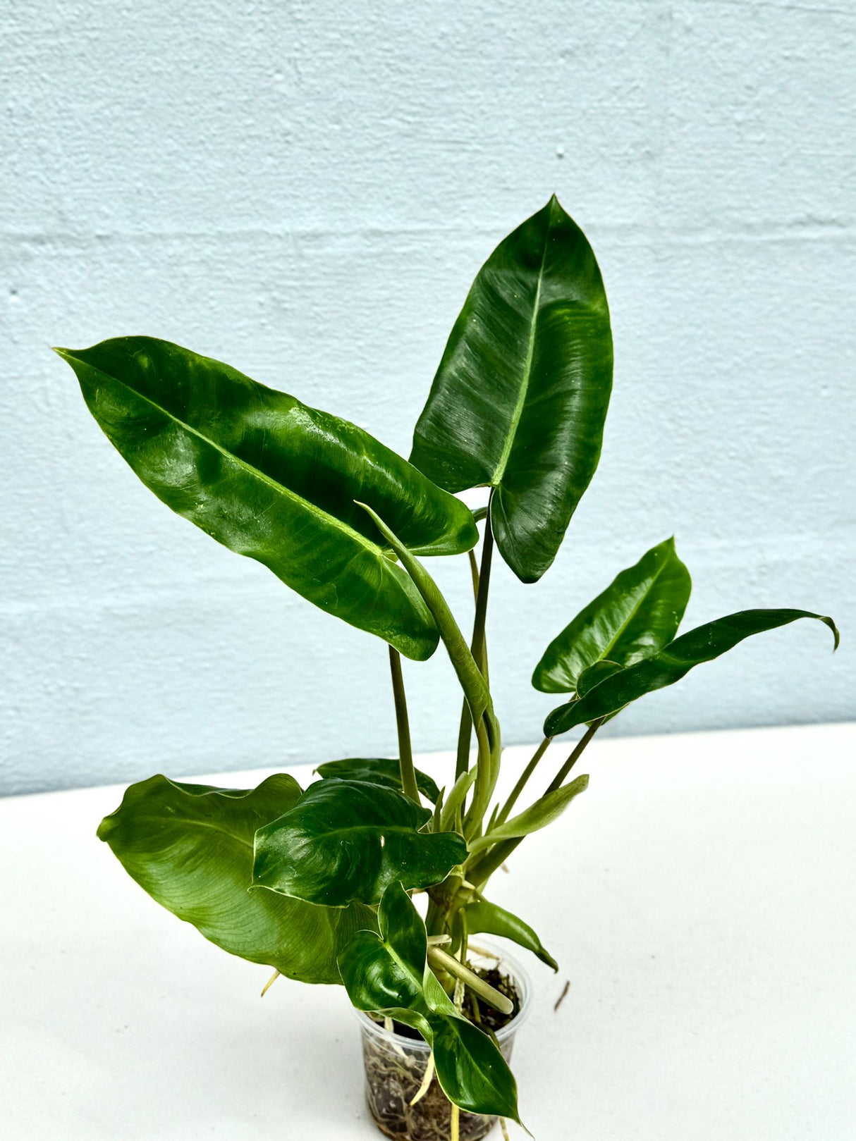 Philodendron Burle Marx 3" Nursery Pot - Live Indoor Plant – Easy Care Aroid Houseplant – Air Purifying Tropical Plant for Home or Office Décor – Lush Decorative Foliage Plant Green Leaves