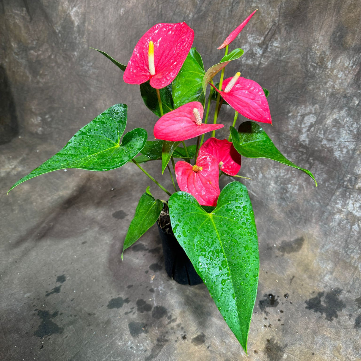 Pink Anthurium Flamingo Flower Plant in a 6" Grow Pot – Anthurium Andraeanum – Pink Flamingo Lily - Indoor Air Purifying Plant - Easy Care Live Houseplant - Blooming Flower Plant