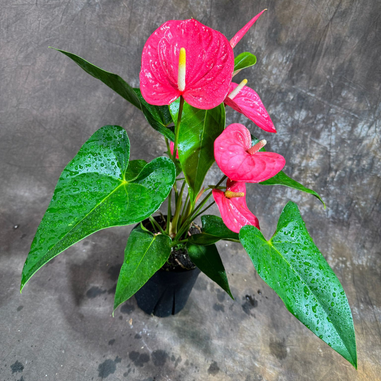 Pink Anthurium Flamingo Flower Plant in a 6" Grow Pot – Anthurium Andraeanum – Pink Flamingo Lily - Indoor Air Purifying Plant - Easy Care Live Houseplant - Blooming Flower Plant