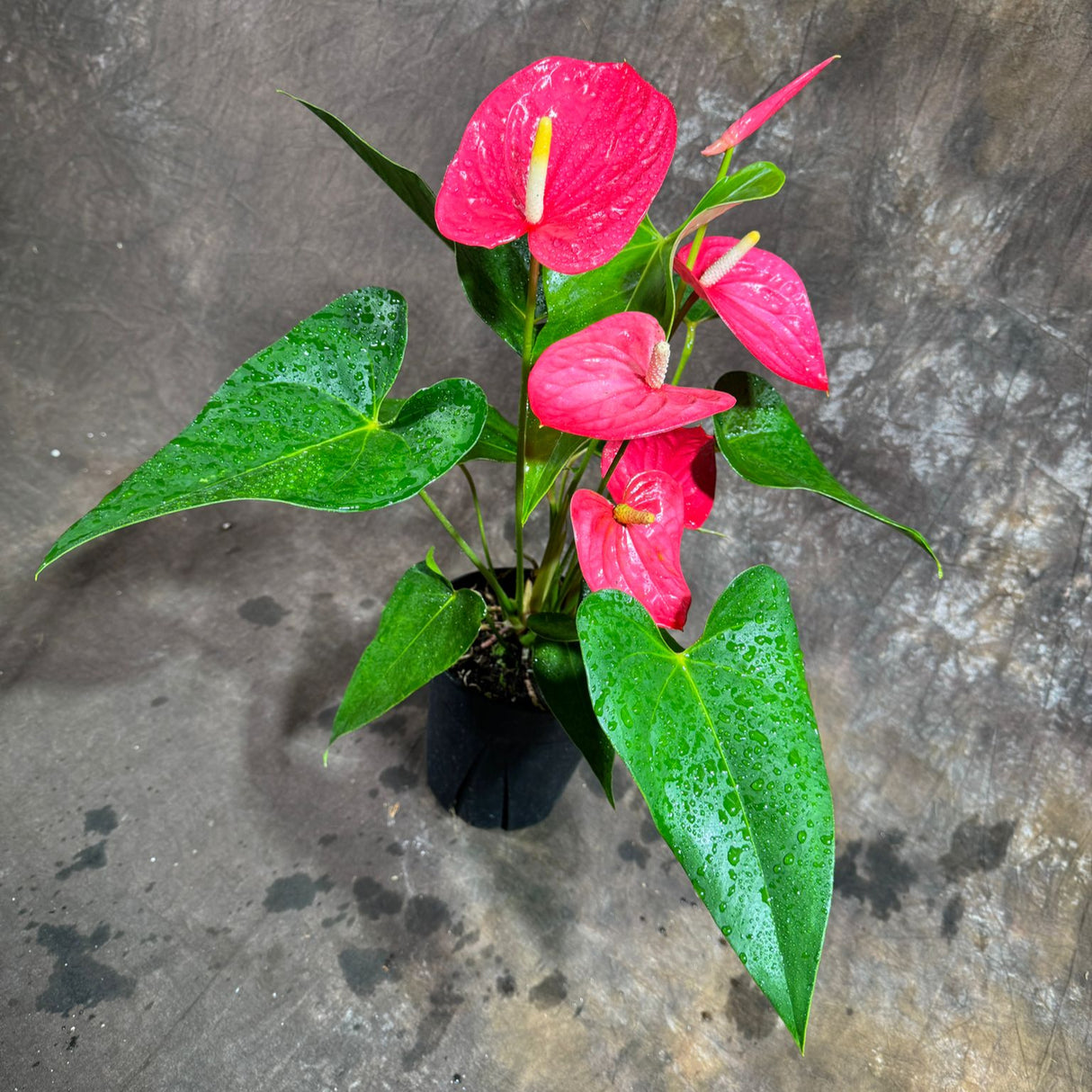Pink Anthurium Flamingo Flower Plant in a 6" Grow Pot – Anthurium Andraeanum – Pink Flamingo Lily - Indoor Air Purifying Plant - Easy Care Live Houseplant - Blooming Flower Plant