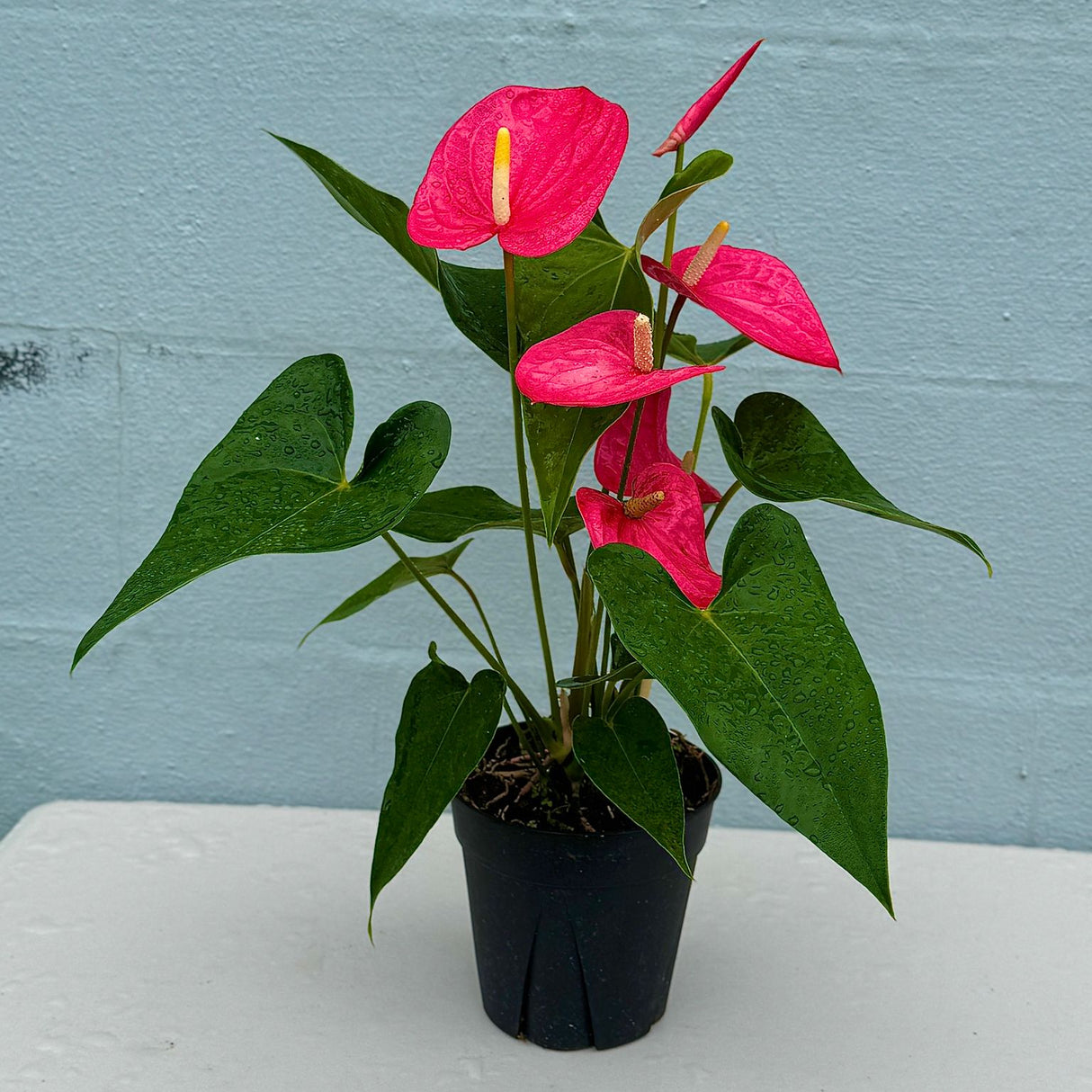 Pink Anthurium Flamingo Flower Plant in a 6" Grow Pot – Anthurium Andraeanum – Pink Flamingo Lily - Indoor Air Purifying Plant - Easy Care Live Houseplant - Blooming Flower Plant