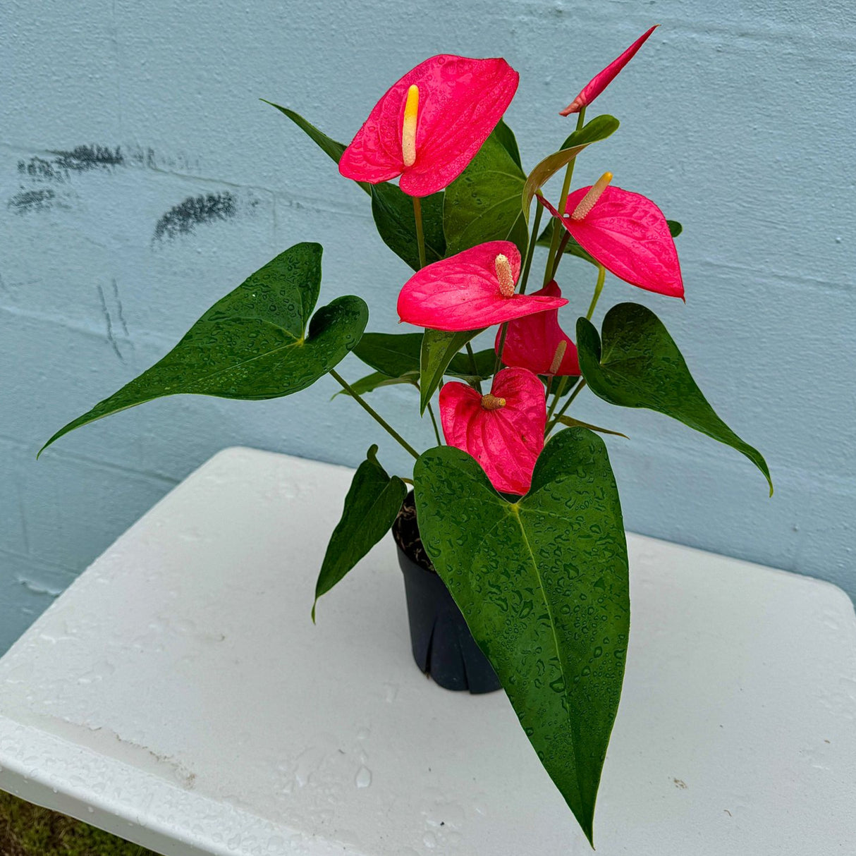 Pink Anthurium Flamingo Flower Plant in a 6" Grow Pot – Anthurium Andraeanum – Pink Flamingo Lily - Indoor Air Purifying Plant - Easy Care Live Houseplant - Blooming Flower Plant