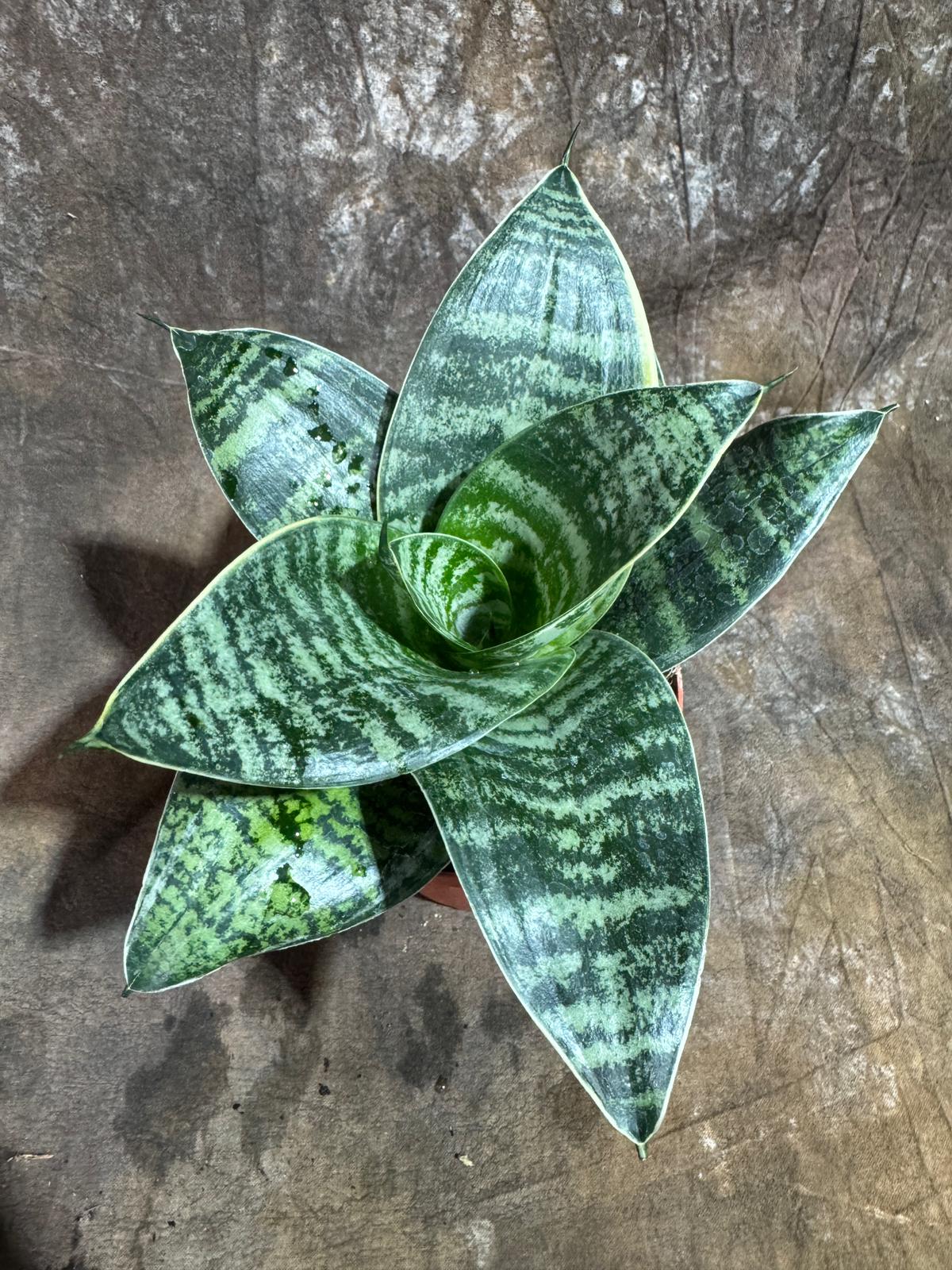 Sansevieria Trifasciata 'Hahnii' in 4" Grow Pot – Live Snake Plant – Easy Care Air Purifying Indoor Houseplant - Tropical Houseplant