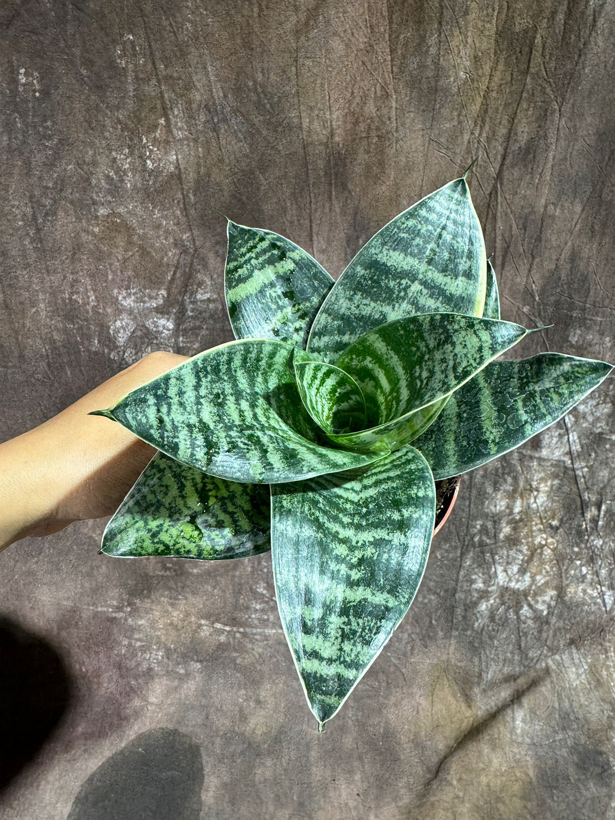 Sansevieria Trifasciata 'Hahnii' in 4" Grow Pot – Live Snake Plant – Easy Care Air Purifying Indoor Houseplant - Tropical Houseplant