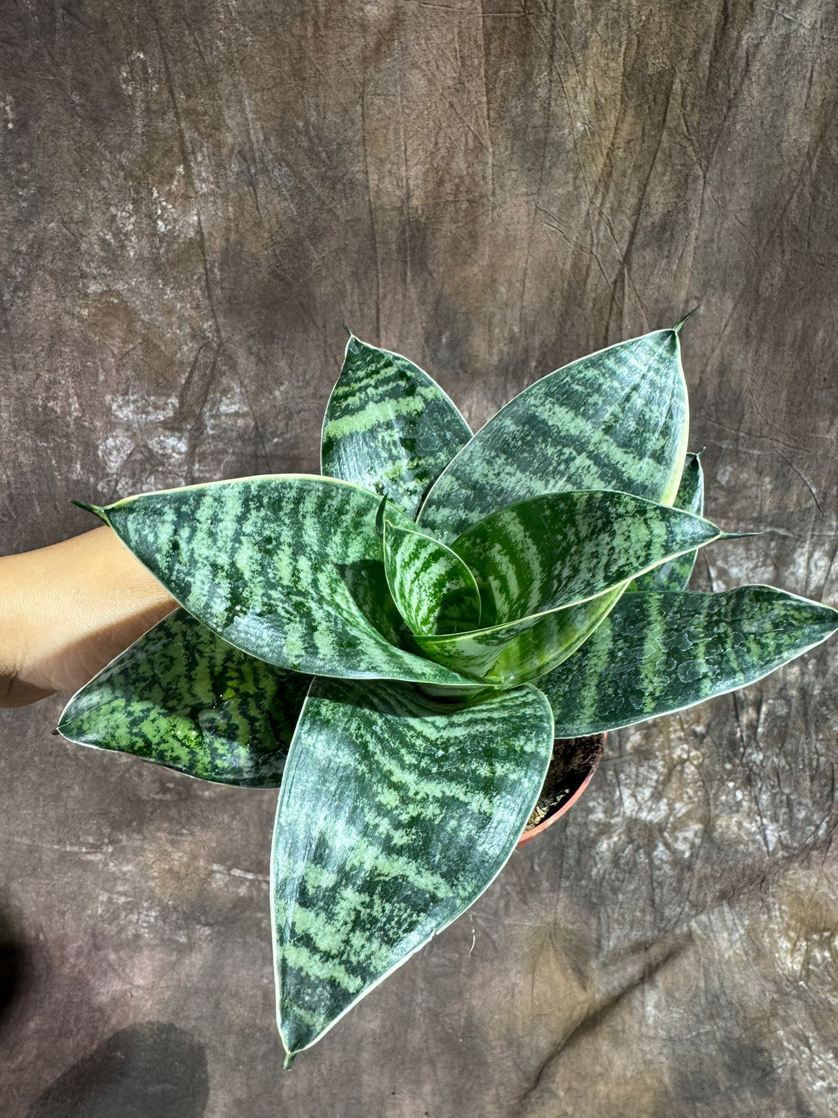 Sansevieria Trifasciata 'Hahnii' in 4" Grow Pot – Live Snake Plant – Easy Care Air Purifying Indoor Houseplant - Tropical Houseplant