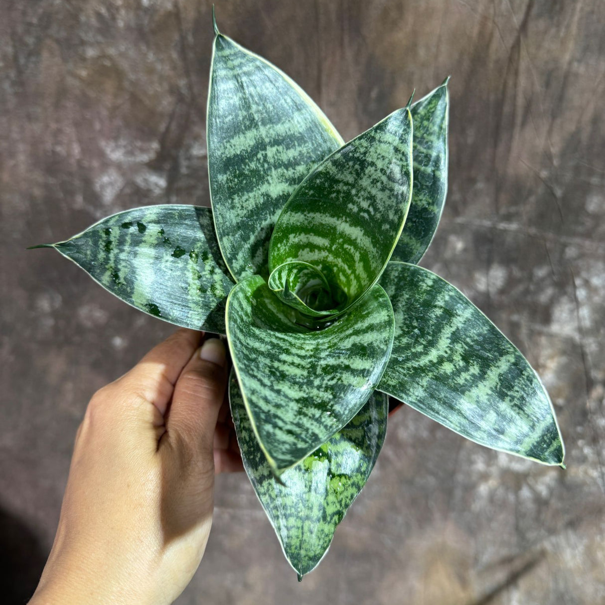 Sansevieria Trifasciata 'Hahnii' in 4" Grow Pot – Live Snake Plant – Easy Care Air Purifying Indoor Houseplant - Tropical Houseplant