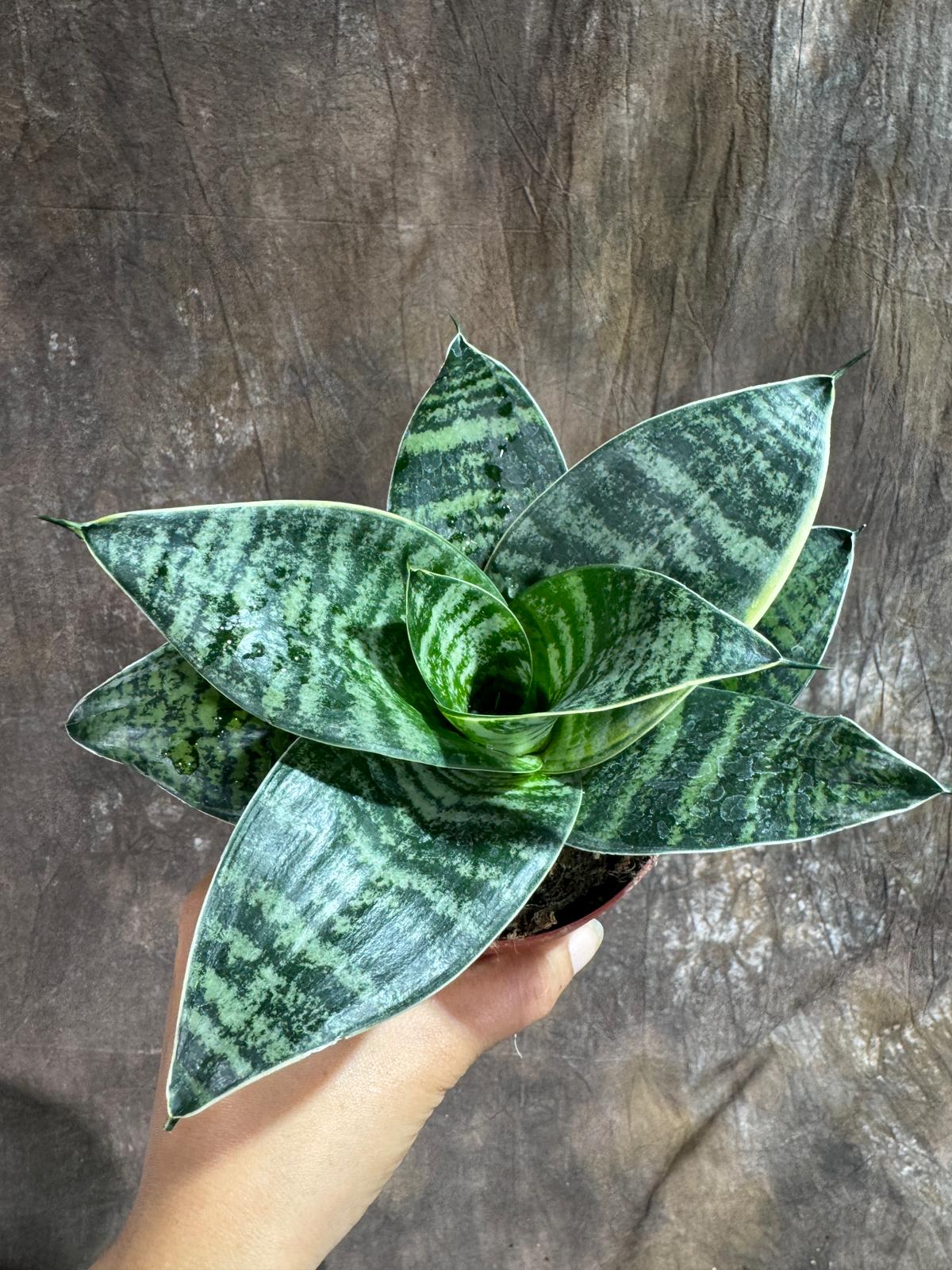 Sansevieria Trifasciata 'Hahnii' in 4" Grow Pot – Live Snake Plant – Easy Care Air Purifying Indoor Houseplant - Tropical Houseplant