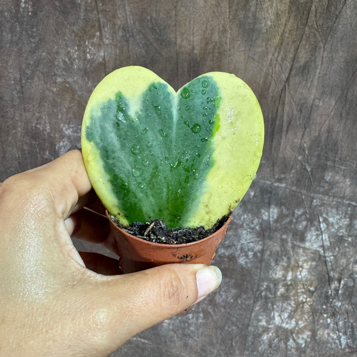 Variegated Hoya Kerrii ‘Albomarginata’ in 2" Grow Pot – Heart-Shaped Succulent Plant – Rare Live Indoor Houseplant – Gift for Home & Office Decor