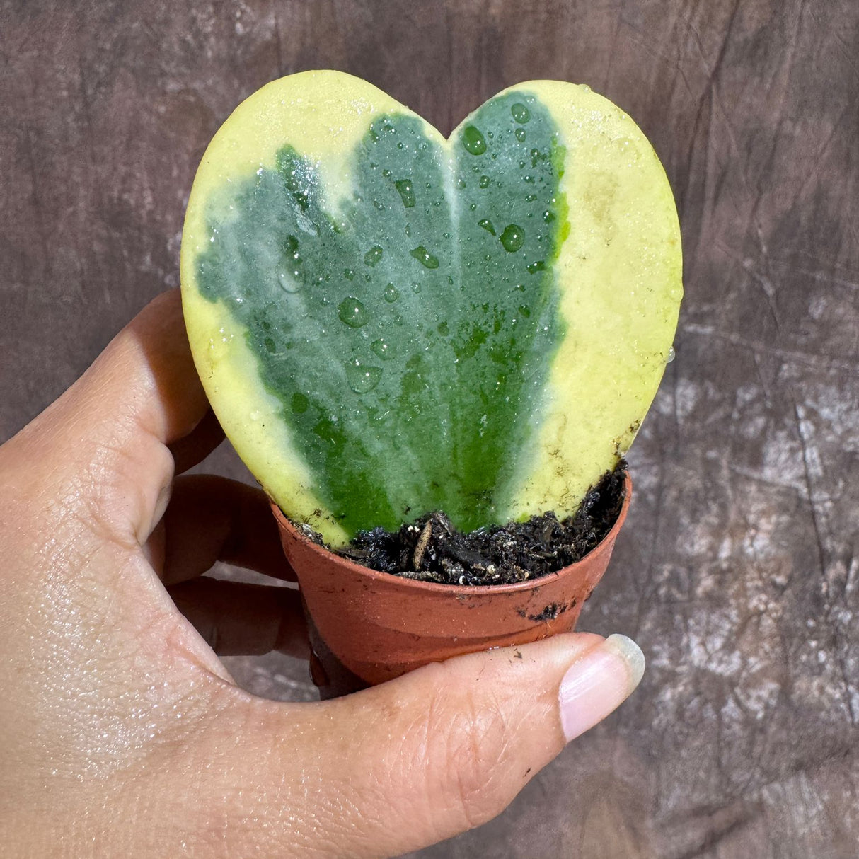 Variegated Hoya Kerrii ‘Albomarginata’ in 2" Grow Pot – Heart-Shaped Succulent Plant – Rare Live Indoor Houseplant – Gift for Home & Office Decor