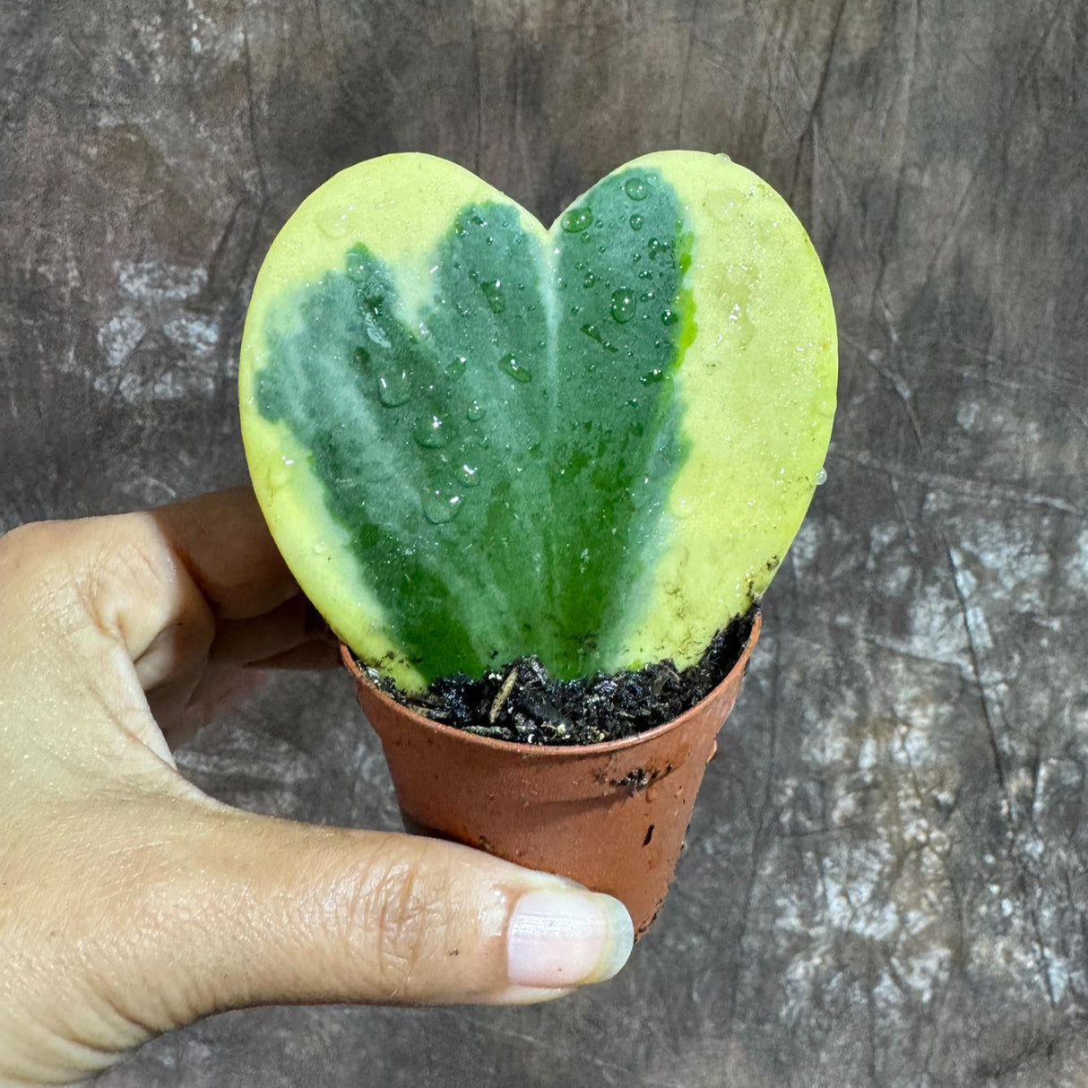 Variegated Hoya Kerrii ‘Albomarginata’ in 2" Grow Pot – Heart-Shaped Succulent Plant – Rare Live Indoor Houseplant – Gift for Home & Office Decor