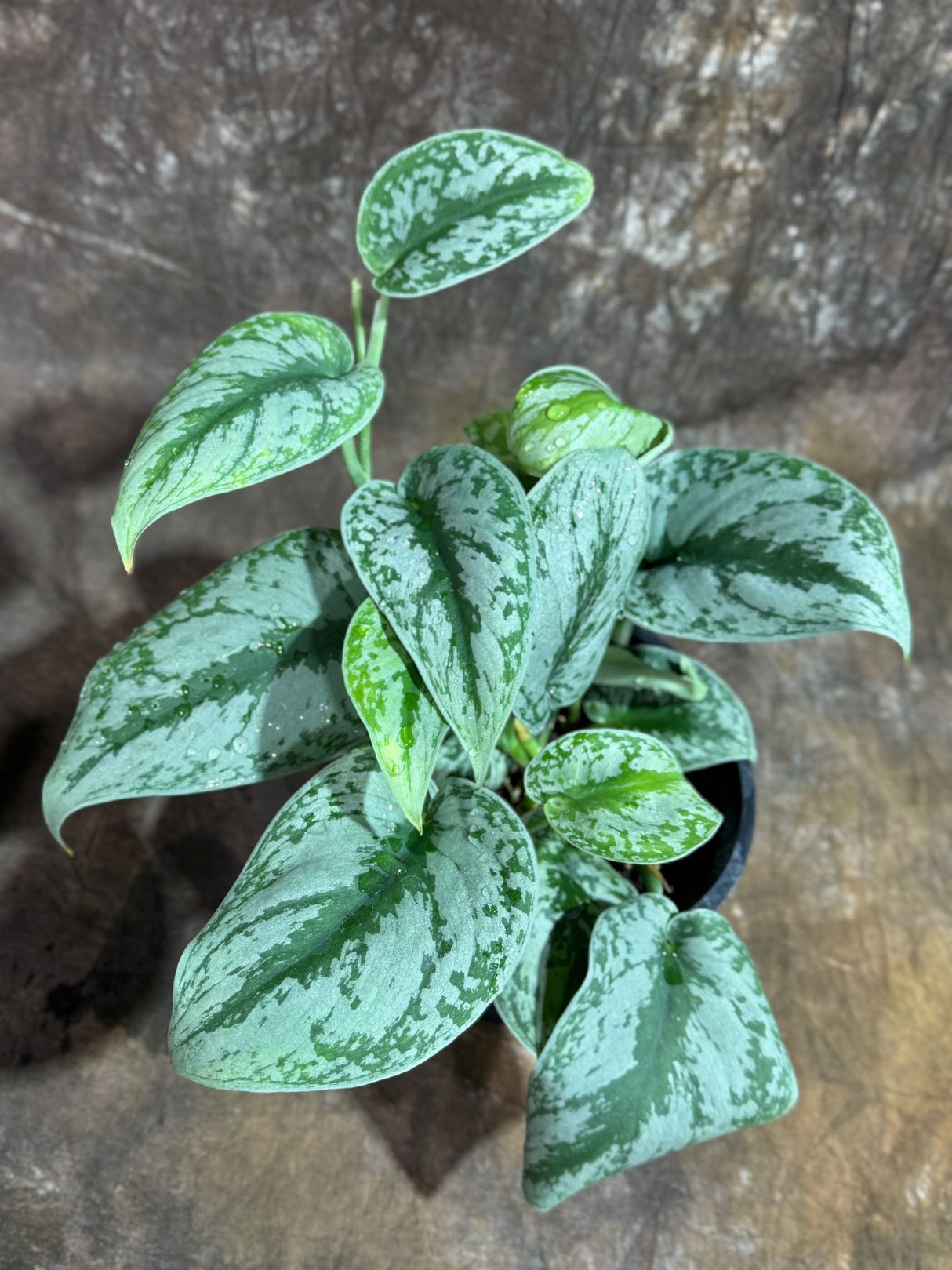 Scindapsus Silver Exotica Plant in 6" Grow Pot - Silver Satin Pothos Large Leaf Plant - Rare Vining Indoor Plant - Scindapsus Pictus Exotica