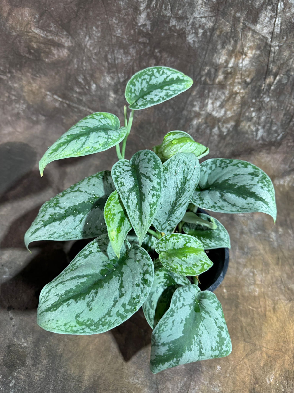 Scindapsus Silver Exotica Plant in 6" Grow Pot - Silver Satin Pothos Large Leaf Plant - Rare Vining Indoor Plant - Scindapsus Pictus Exotica