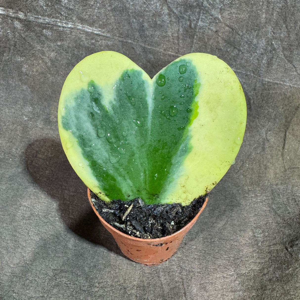 Variegated Hoya Kerrii ‘Albomarginata’ in 2" Grow Pot – Heart-Shaped Succulent Plant – Rare Live Indoor Houseplant – Gift for Home & Office Decor
