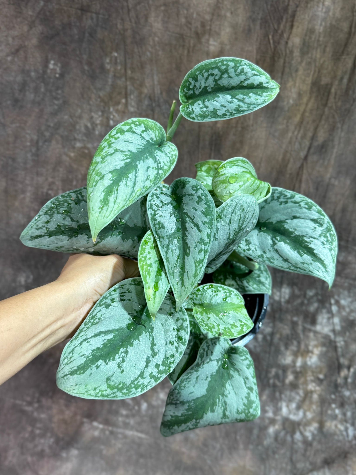 Scindapsus Silver Exotica Plant in 6" Grow Pot - Silver Satin Pothos Large Leaf Plant - Rare Vining Indoor Plant - Scindapsus Pictus Exotica