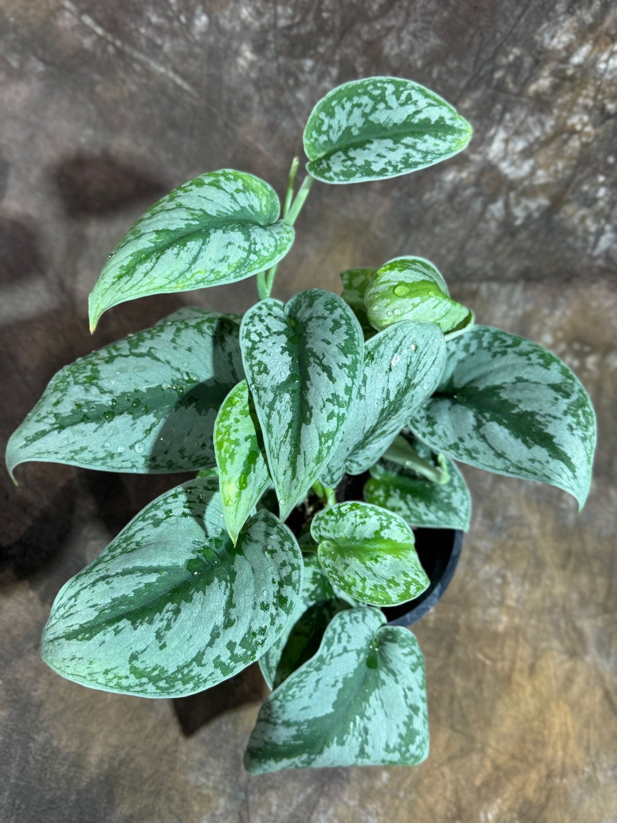 Scindapsus Silver Exotica Plant in 6" Grow Pot - Silver Satin Pothos Large Leaf Plant - Rare Vining Indoor Plant - Scindapsus Pictus Exotica