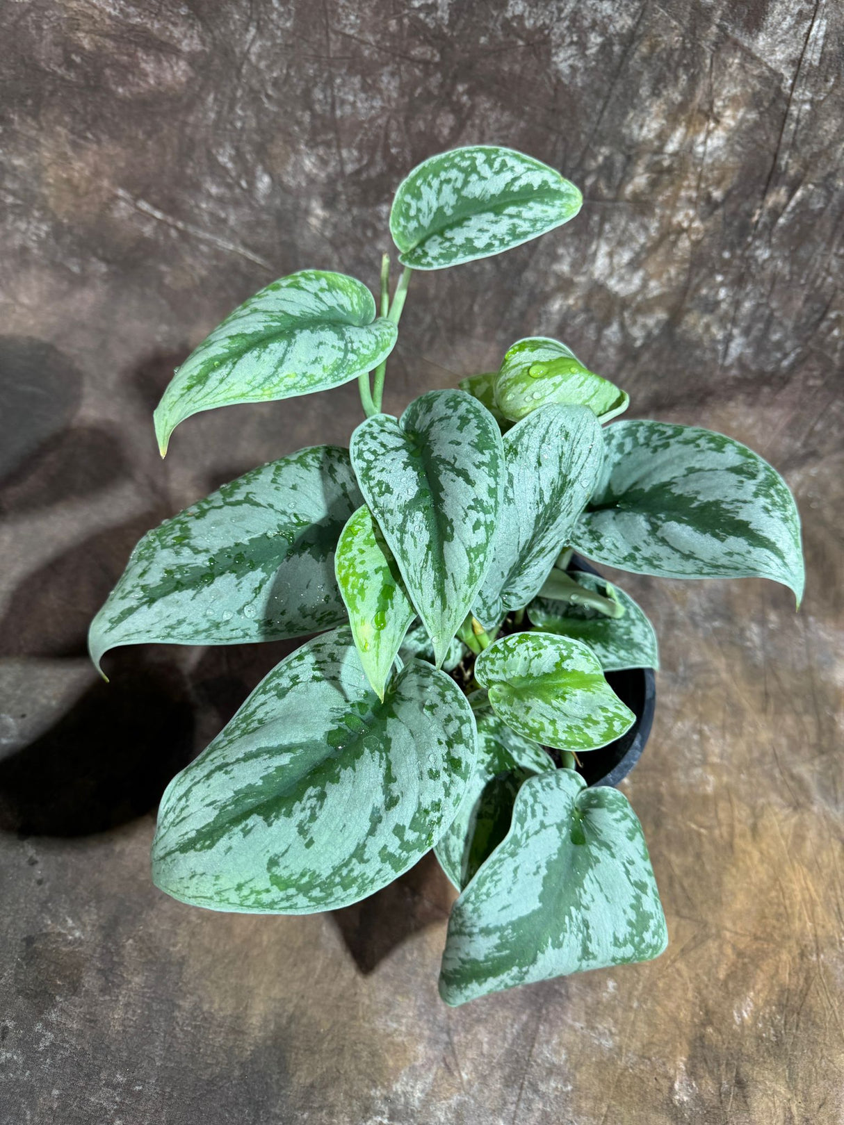 Scindapsus Silver Exotica Plant in 6" Grow Pot - Silver Satin Pothos Large Leaf Plant - Rare Vining Indoor Plant - Scindapsus Pictus Exotica