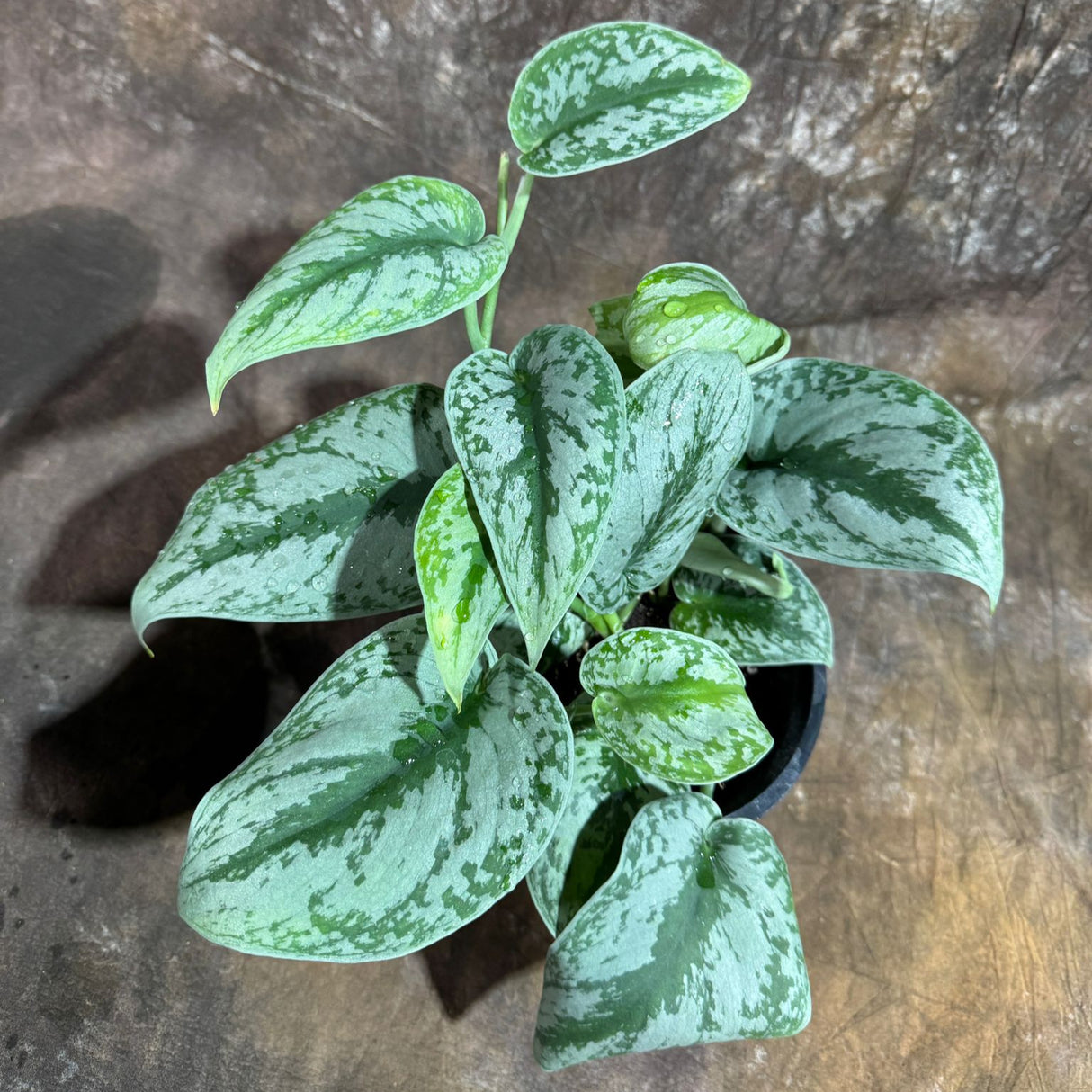 Scindapsus Silver Exotica Plant in 6" Grow Pot - Silver Satin Pothos Large Leaf Plant - Rare Vining Indoor Plant - Scindapsus Pictus Exotica