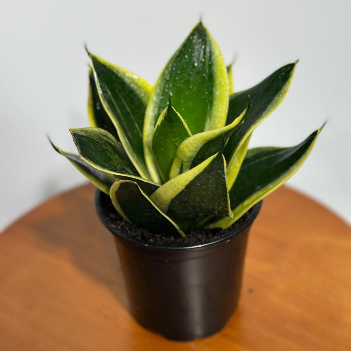 Sansevieria Hahnii in 4" Grow Pot – Bird’s Nest Snake Plant – Yellow Variegated Easy Care Air Purifying Indoor Tropical Houseplant