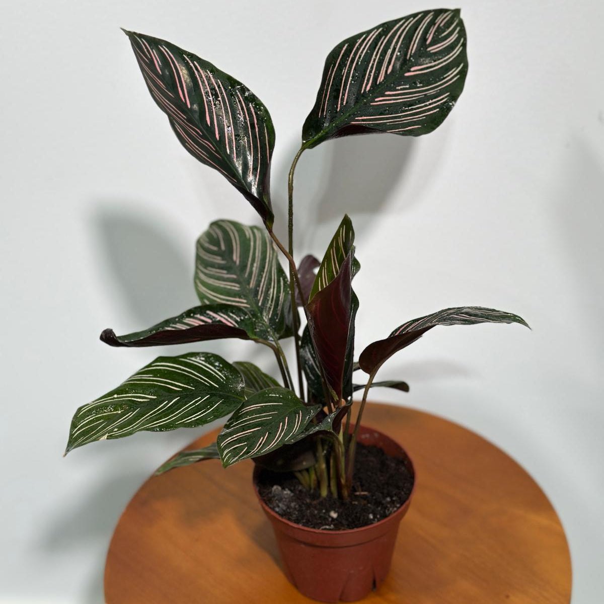 Calathea Ornata Pinstripe in 4" Grow Pot - Calathea Pinstripe Prayer Plant - Easy Care Indoor Houseplant - Pink Variegated Maranta Majestica