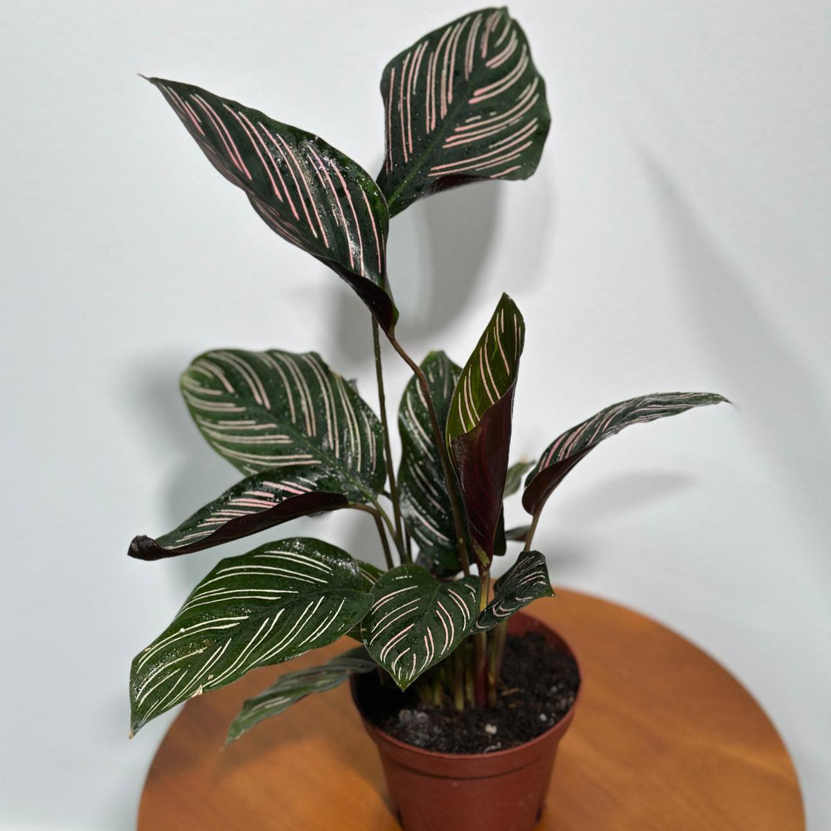 Calathea Ornata Pinstripe in 4" Grow Pot - Calathea Pinstripe Prayer Plant - Easy Care Indoor Houseplant - Pink Variegated Maranta Majestica