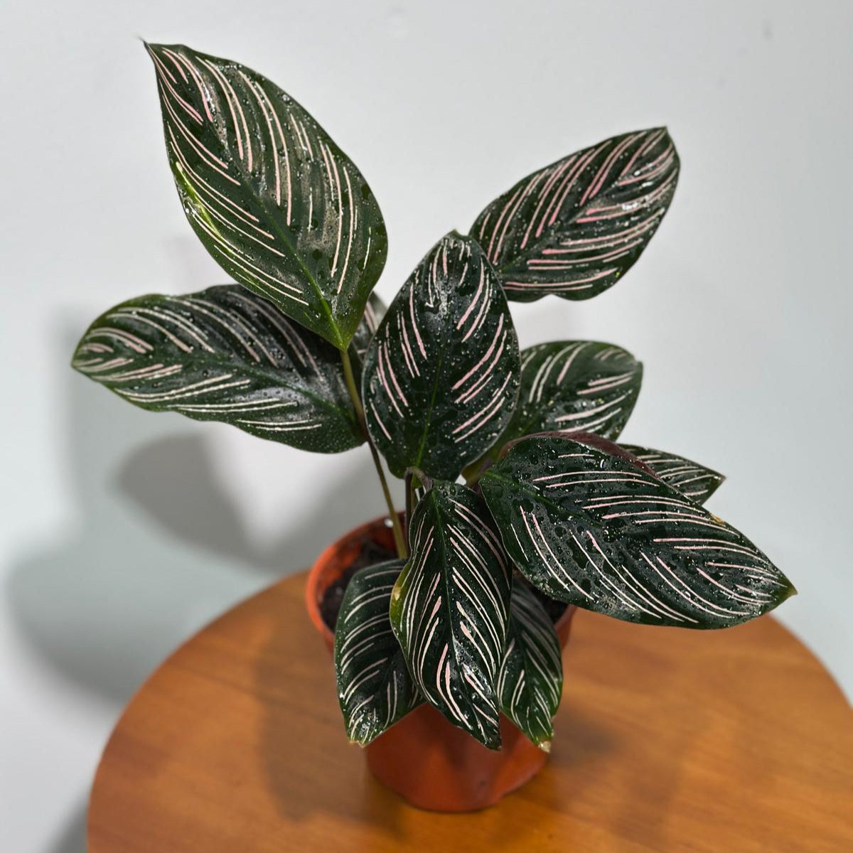 Calathea Ornata Pinstripe in 4" Grow Pot - Calathea Pinstripe Prayer Plant - Easy Care Indoor Houseplant - Pink Variegated Maranta Majestica
