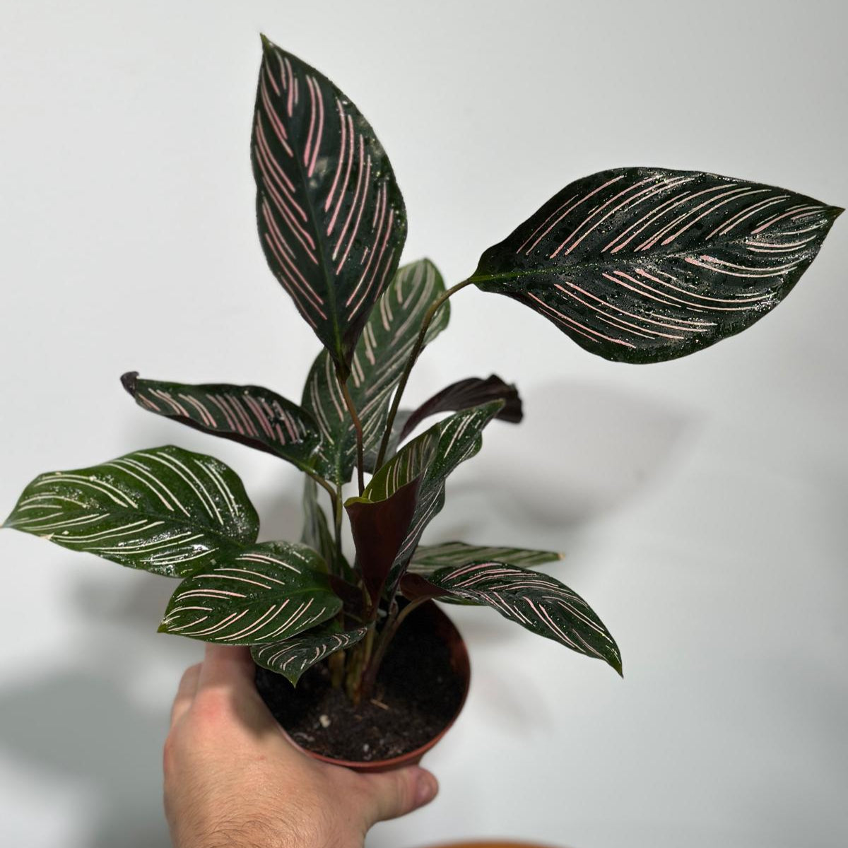 Calathea Ornata Pinstripe in 4" Grow Pot - Calathea Pinstripe Prayer Plant - Easy Care Indoor Houseplant - Pink Variegated Maranta Majestica