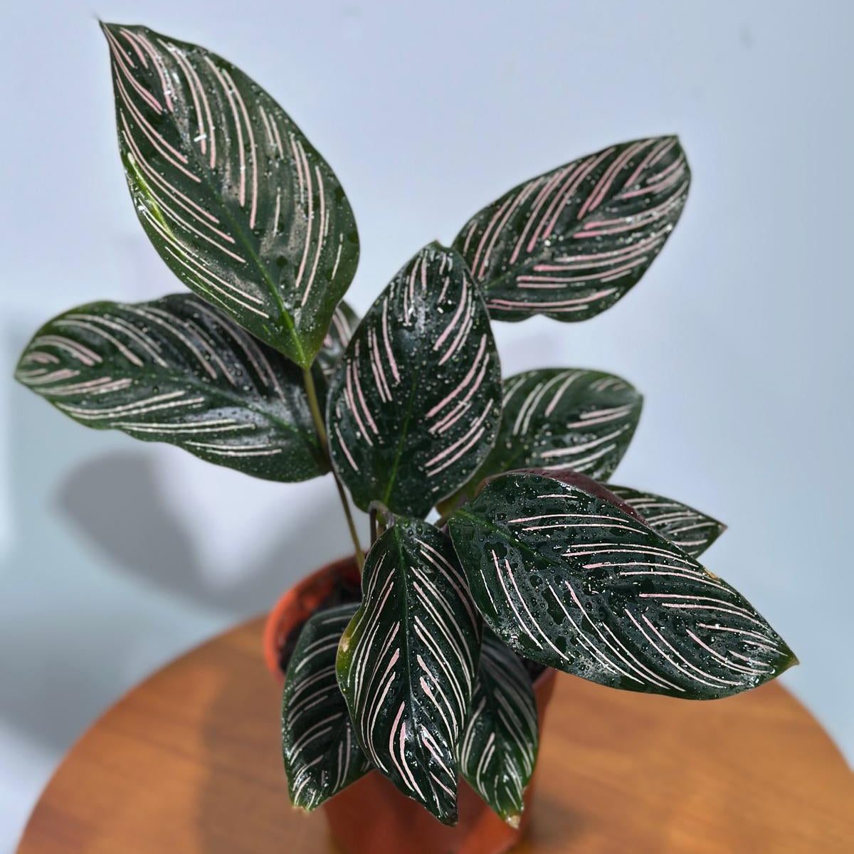 Calathea Ornata Pinstripe in 4" Grow Pot - Calathea Pinstripe Prayer Plant - Easy Care Indoor Houseplant - Pink Variegated Maranta Majestica