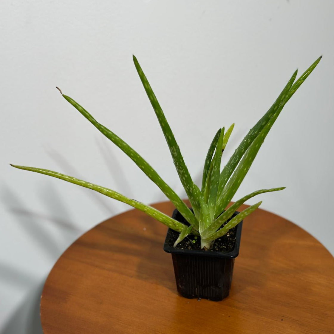 Aloe Vera Plant in a 3" Grow Pot - Suucculent Plant - Air Purifying Plant - Low Light Houseplant - Medicine Plant - Easy Indoor Plant