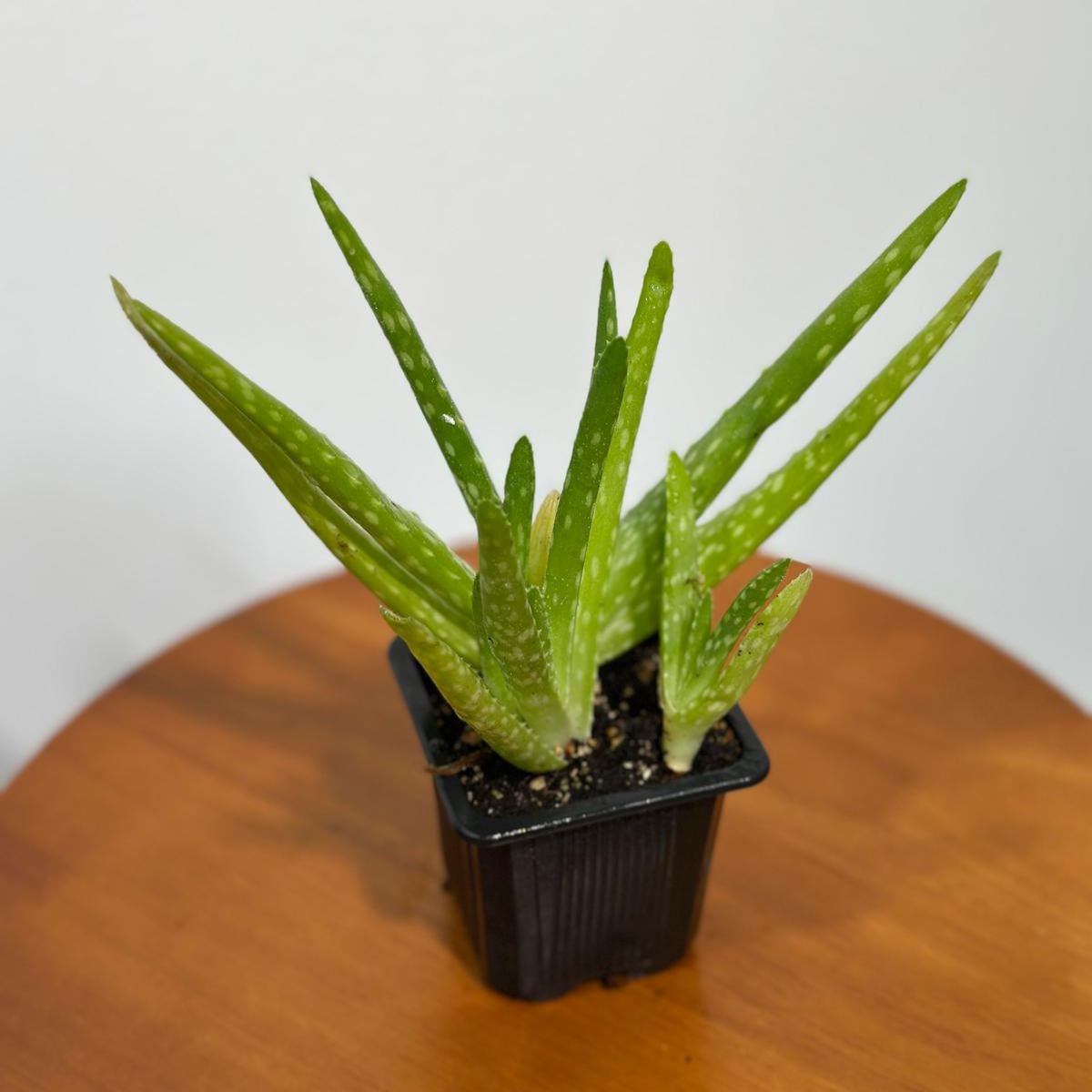 Aloe Vera Plant in a 3" Grow Pot - Suucculent Plant - Air Purifying Plant - Low Light Houseplant - Medicine Plant - Easy Indoor Plant