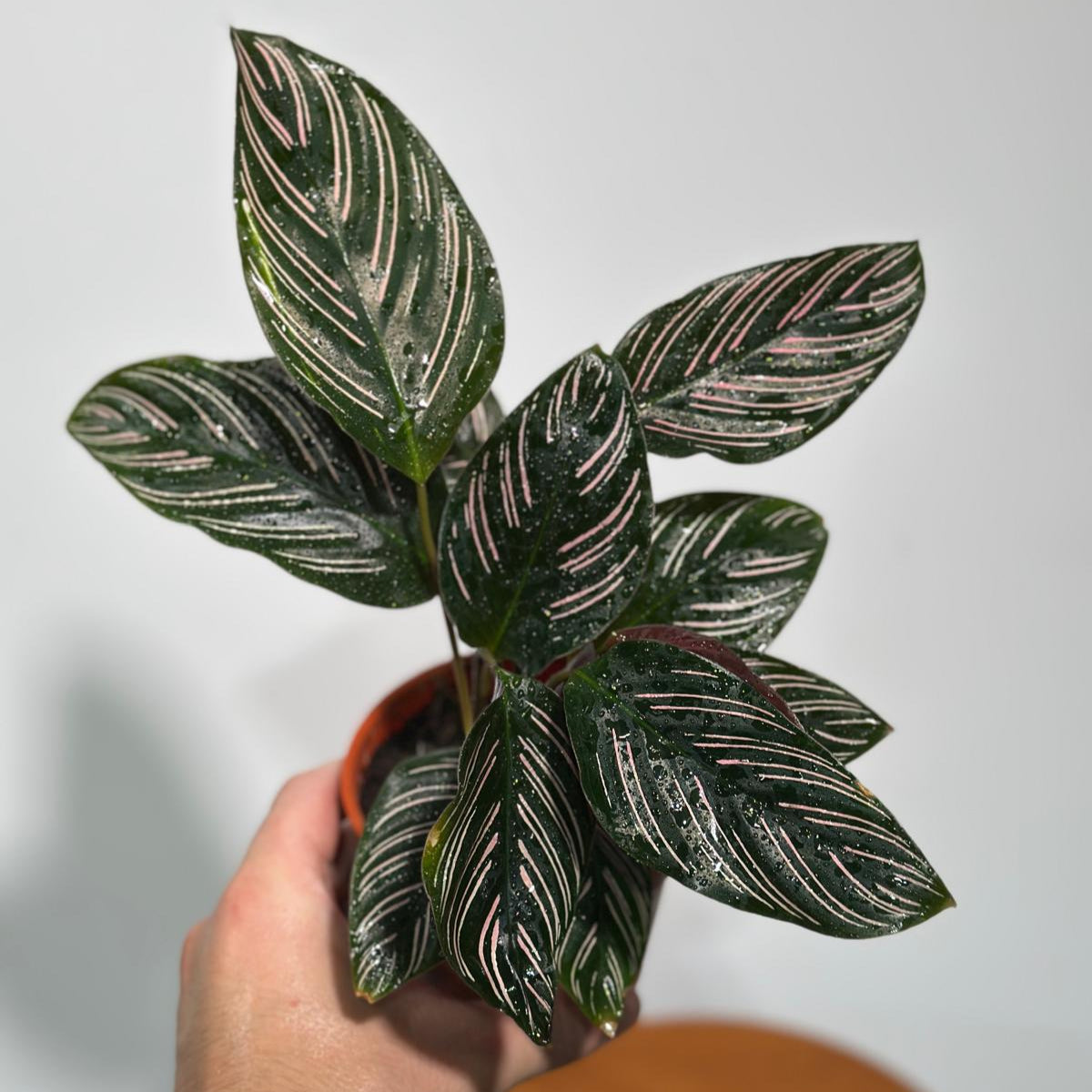 Calathea Ornata Pinstripe in 4" Grow Pot - Calathea Pinstripe Prayer Plant - Easy Care Indoor Houseplant - Pink Variegated Maranta Majestica