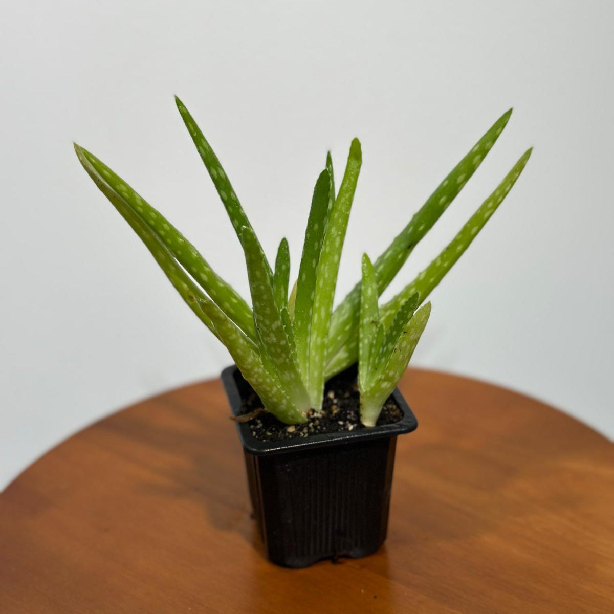Aloe Vera Plant in a 3" Grow Pot - Suucculent Plant - Air Purifying Plant - Low Light Houseplant - Medicine Plant - Easy Indoor Plant