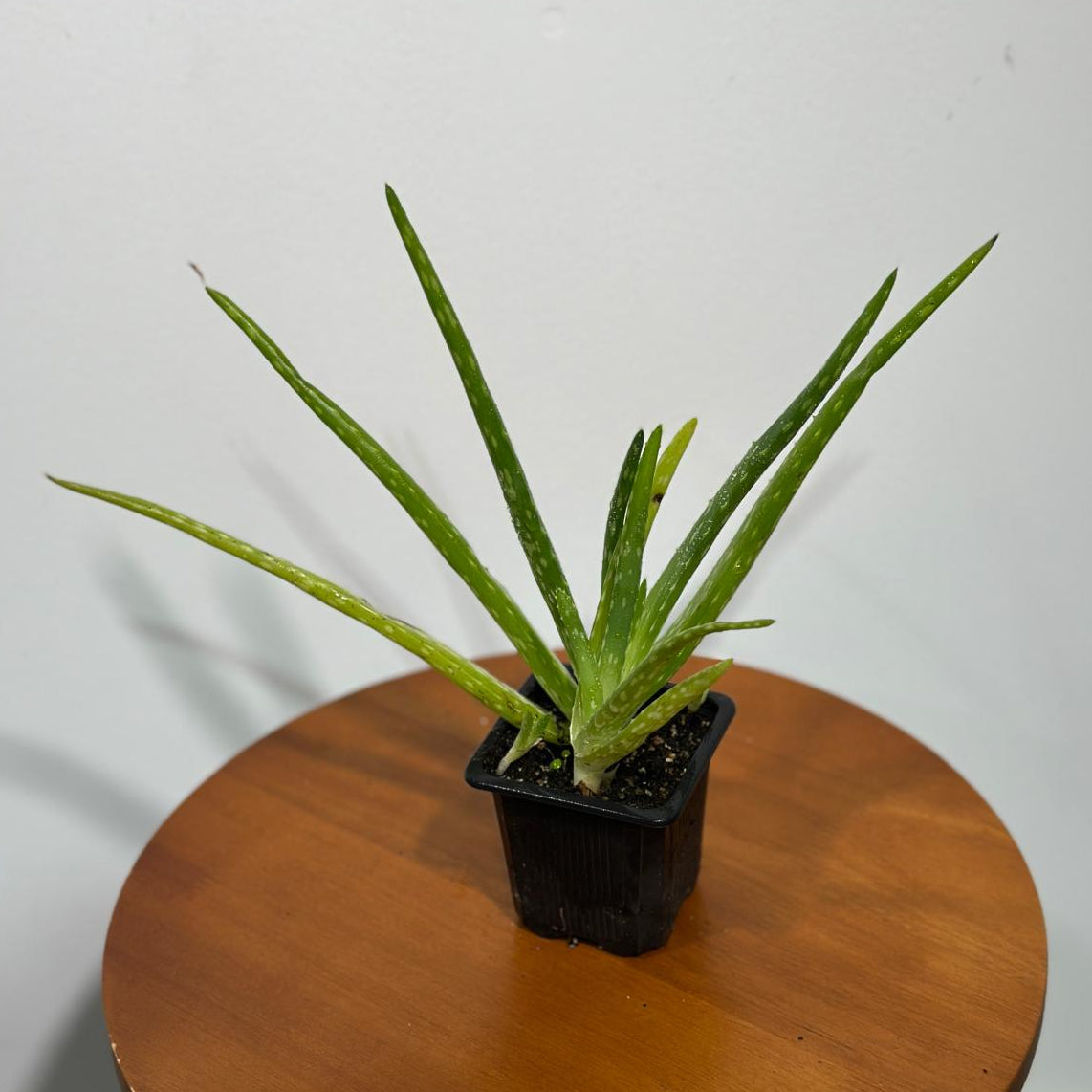 Aloe Vera Plant in a 3" Grow Pot - Suucculent Plant - Air Purifying Plant - Low Light Houseplant - Medicine Plant - Easy Indoor Plant
