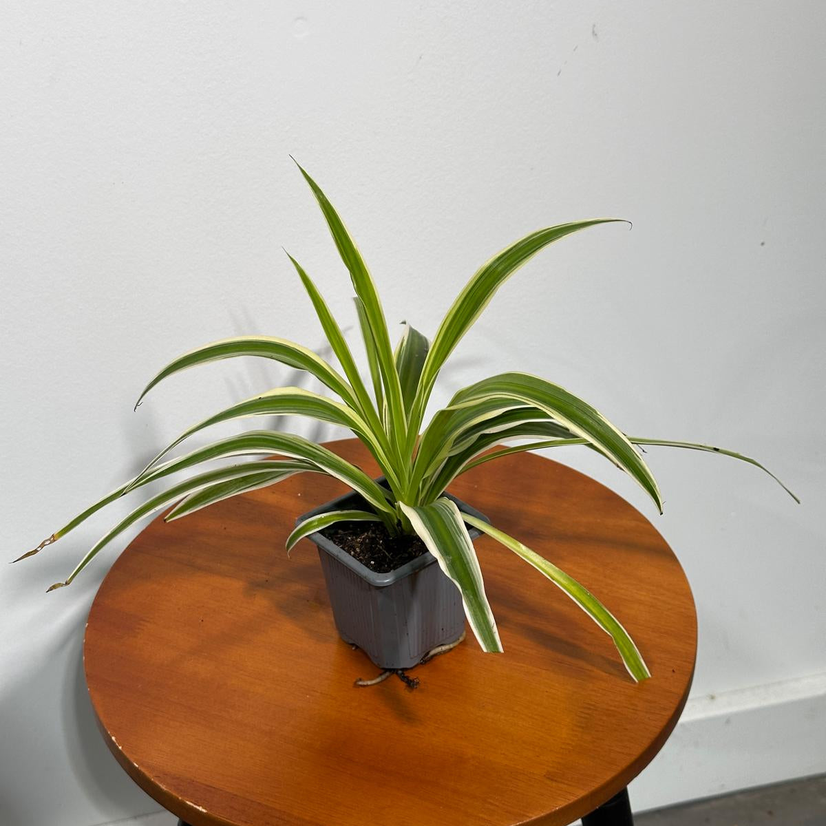 Variegated Spider Plant in a 3" Grow Pot - Chlorophytum Bonnie - Chlorophytum comosum Variegatum - Live Plant - Long Vines Plant