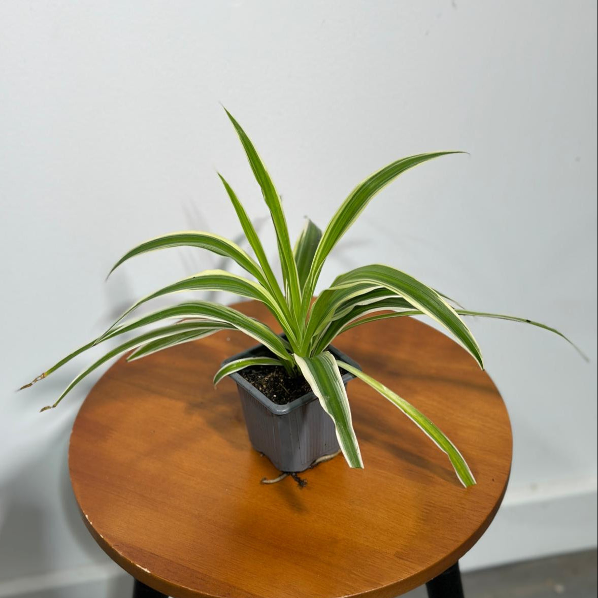 Variegated Spider Plant in a 3" Grow Pot - Chlorophytum Bonnie - Chlorophytum comosum Variegatum - Live Plant - Long Vines Plant