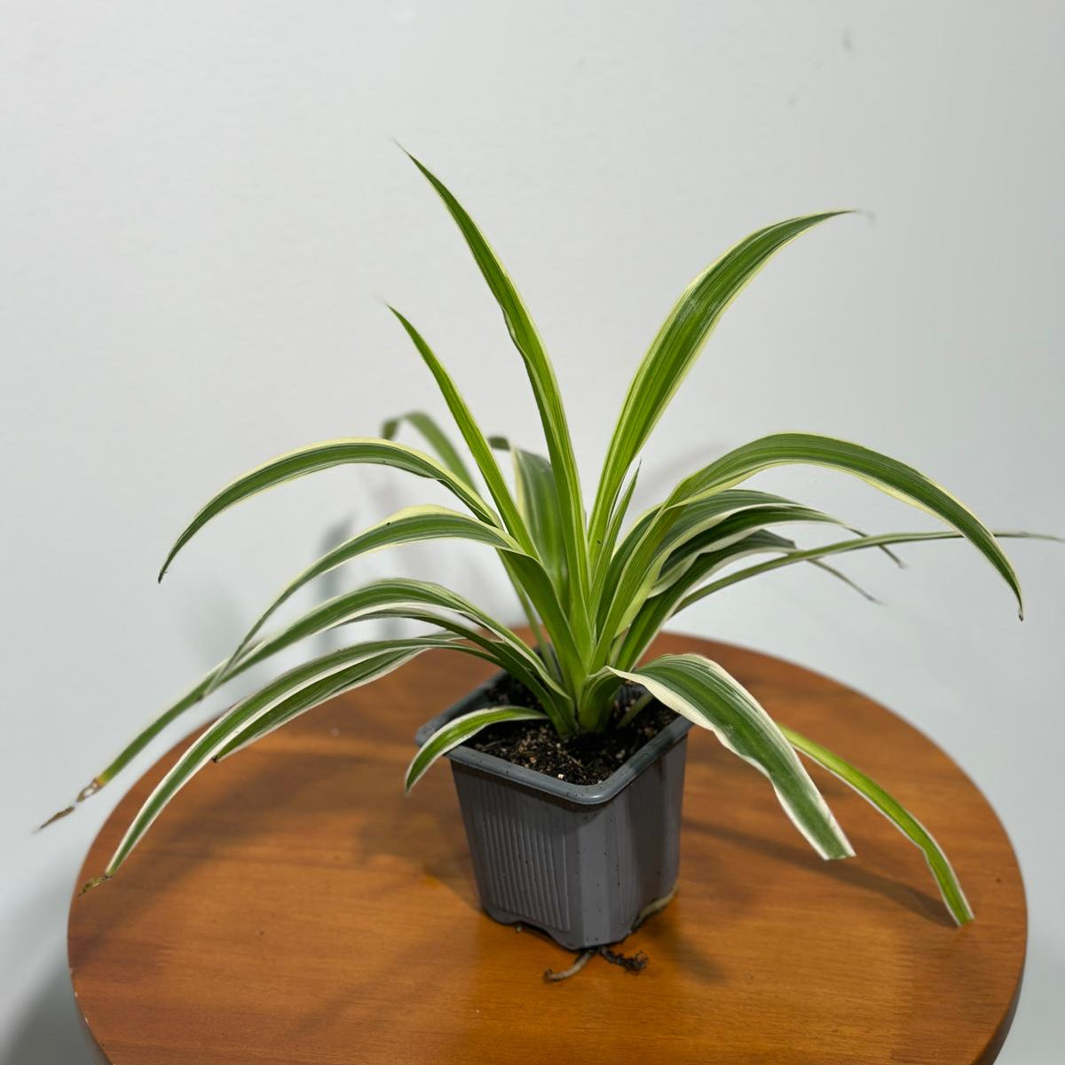 Variegated Spider Plant in a 3" Grow Pot - Chlorophytum Bonnie - Chlorophytum comosum Variegatum - Live Plant - Long Vines Plant