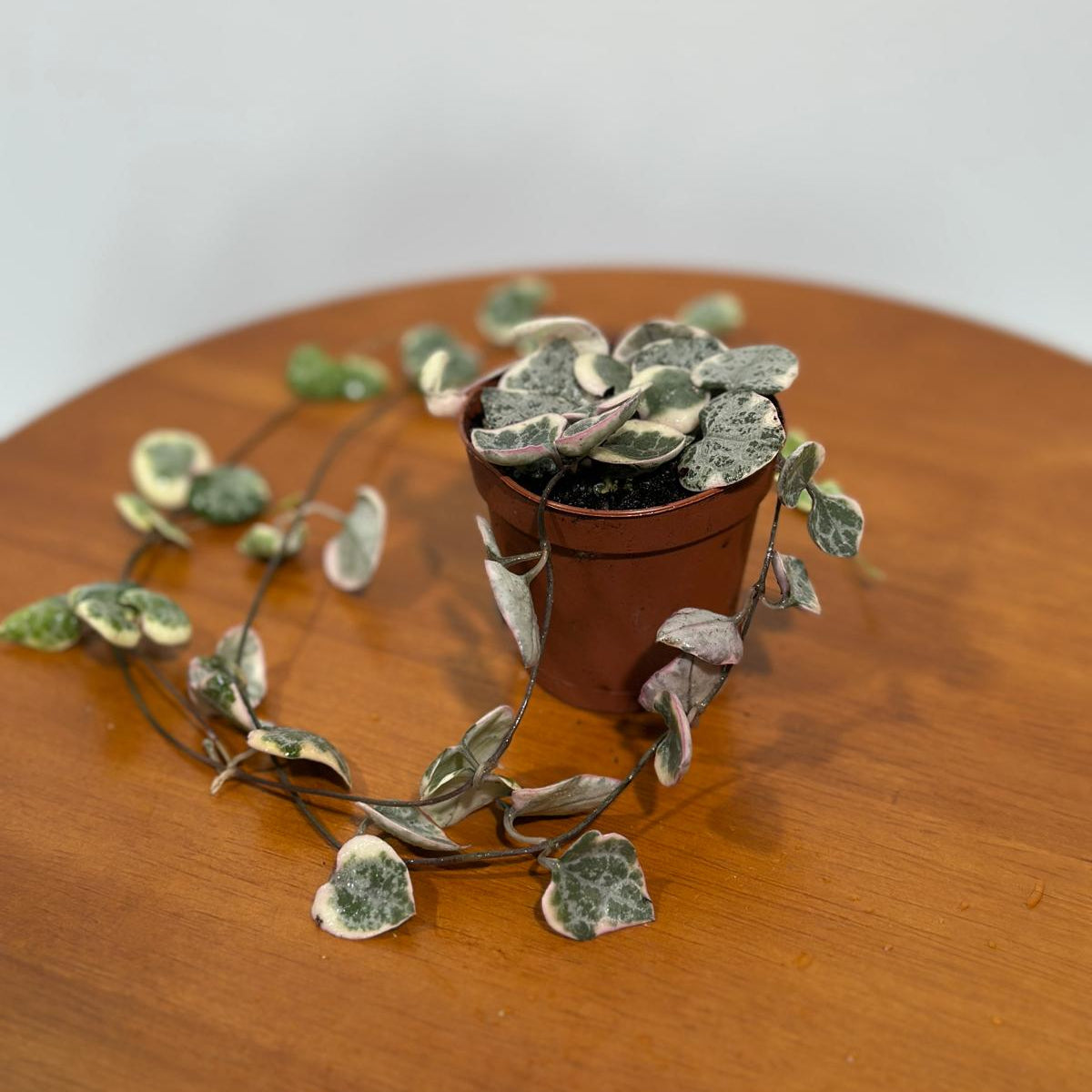 Variegated String of Hearts in 2" Grow Pot - Beautiful Indoor Succulent with Heart-Shaped Leaves - Low Light Vining Plant - Plant of Love