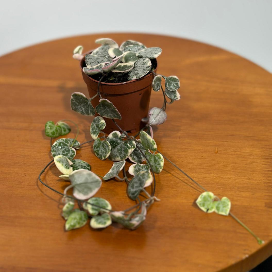 Variegated String of Hearts in 2" Grow Pot - Beautiful Indoor Succulent with Heart-Shaped Leaves - Low Light Vining Plant - Plant of Love