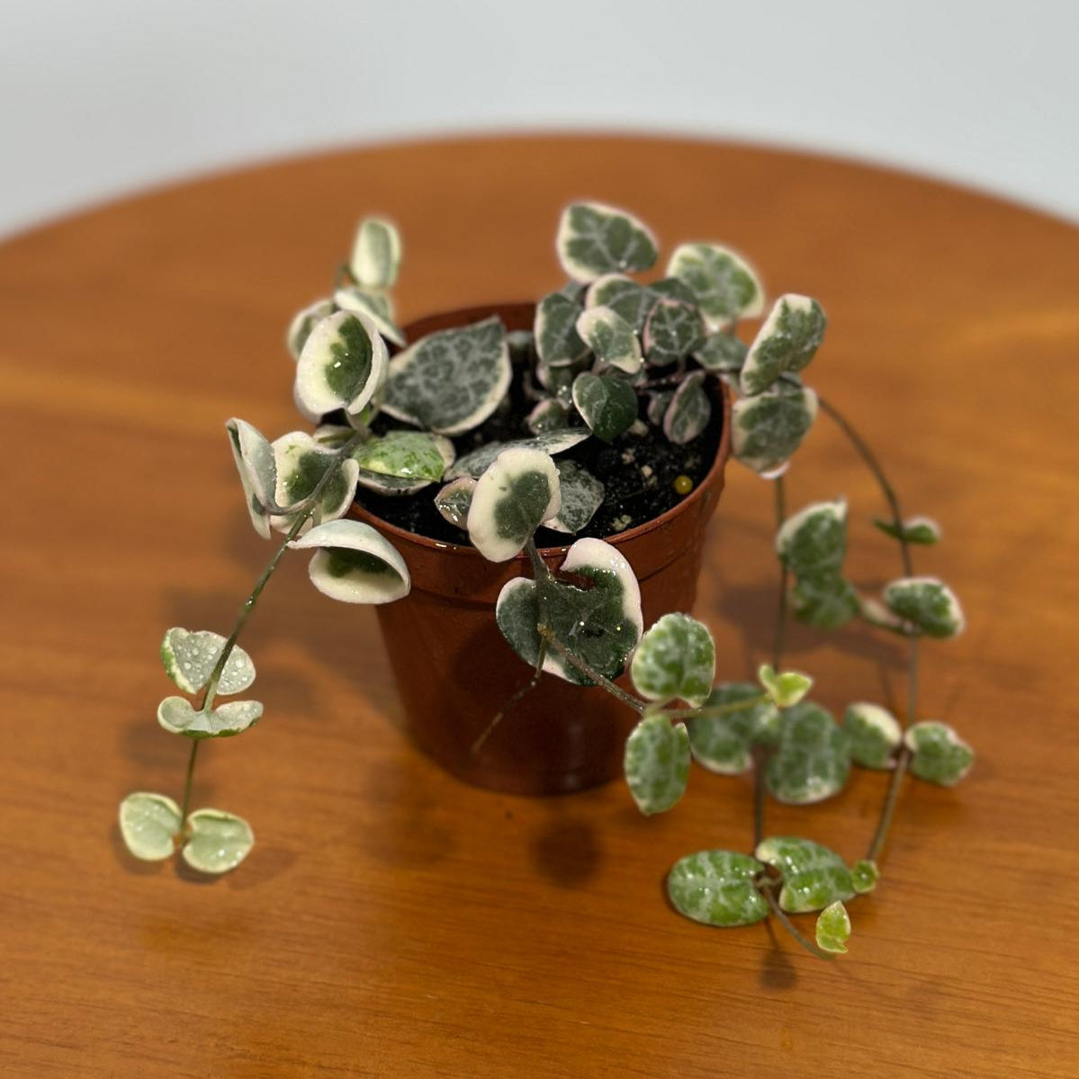 Variegated String of Hearts in 2" Grow Pot - Beautiful Indoor Succulent with Heart-Shaped Leaves - Low Light Vining Plant - Plant of Love