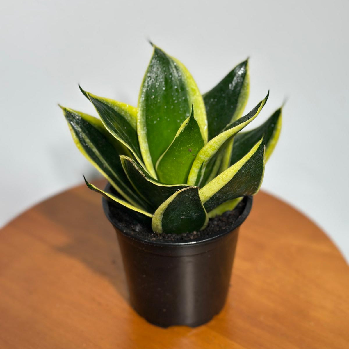 Sansevieria Hahnii in 4" Grow Pot – Bird’s Nest Snake Plant – Yellow Variegated Easy Care Air Purifying Indoor Tropical Houseplant