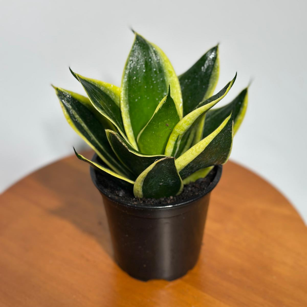 Sansevieria Hahnii in 4" Grow Pot – Bird’s Nest Snake Plant – Yellow Variegated Easy Care Air Purifying Indoor Tropical Houseplant
