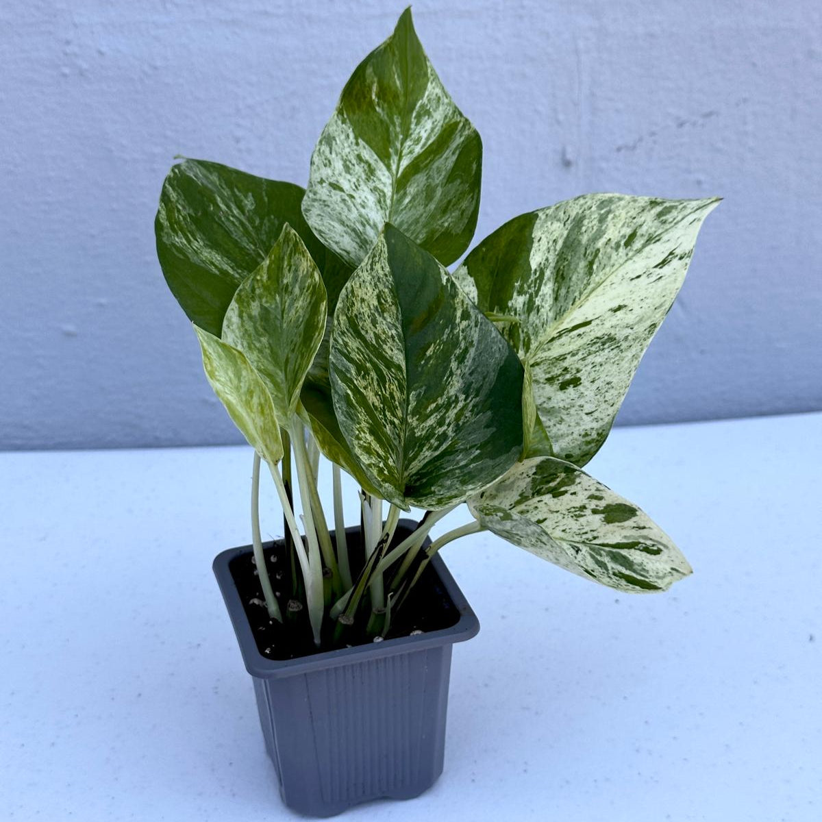Marble Pothos in 3" Nursery Pot - Gorgeous Variegated Indoor Easy Care House Plant - Marble Pothos - Vining Plant - Office Plants